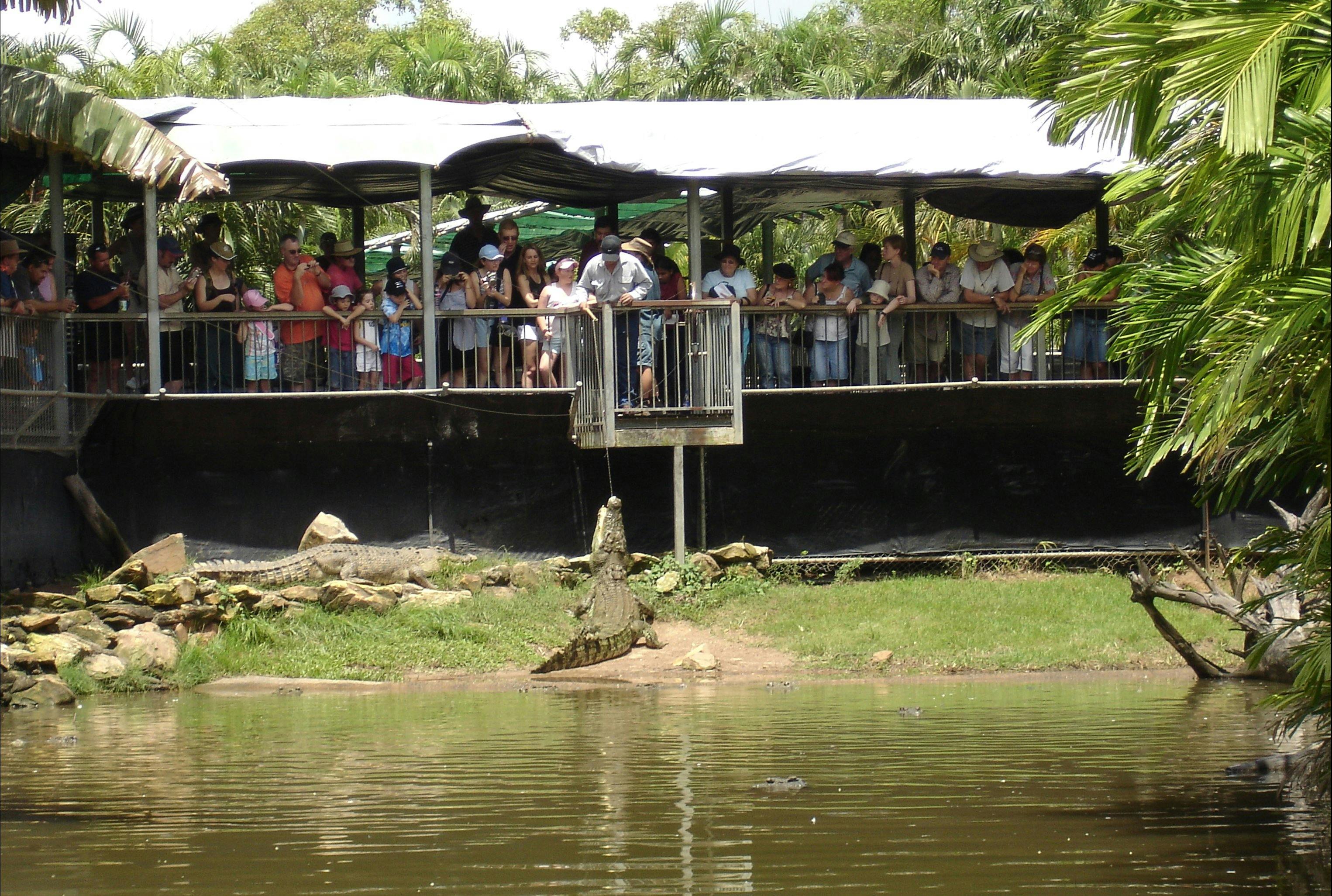Croc Feeding Tour | Crocodylus Park
