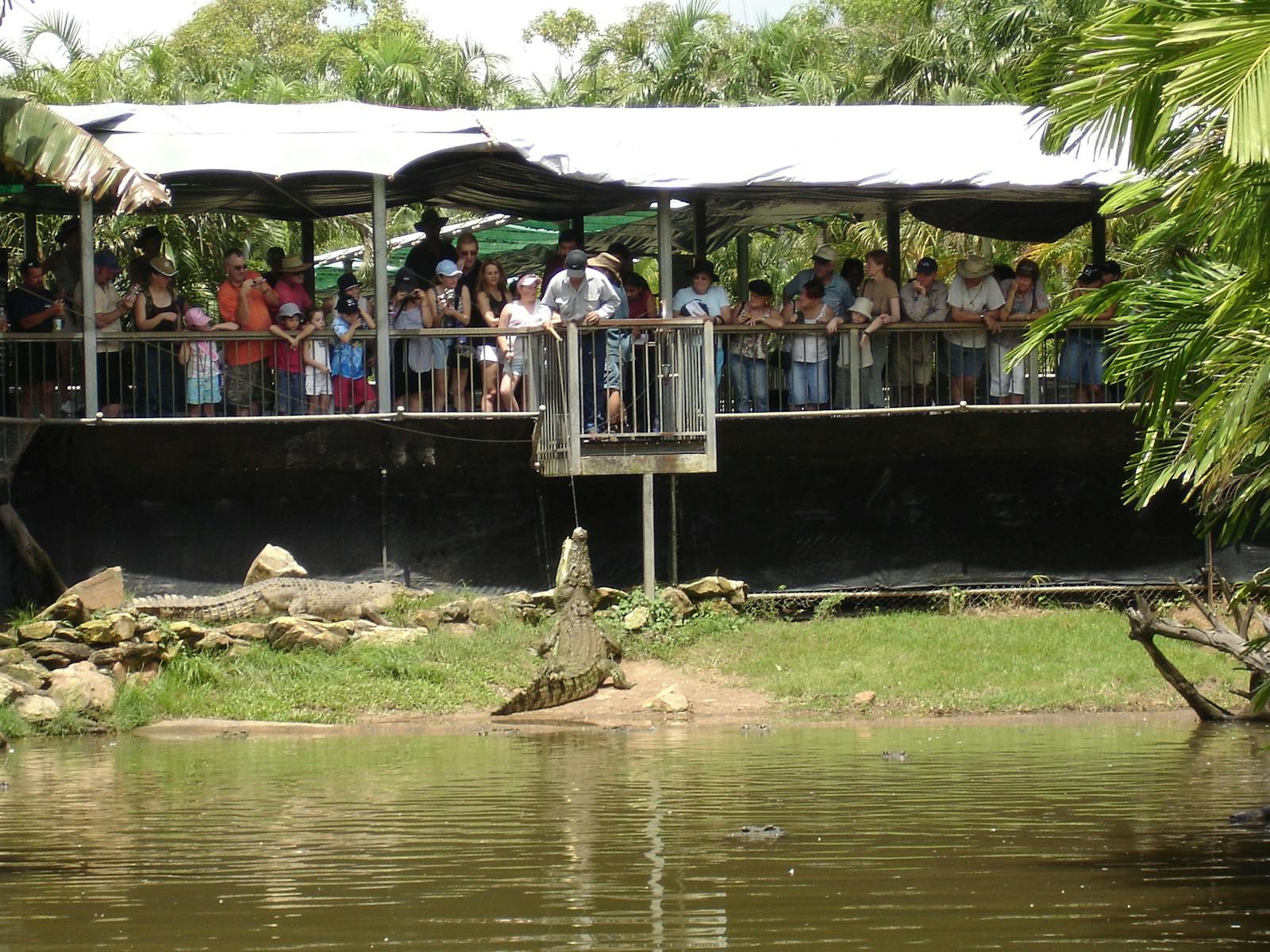 croc feeding 2
