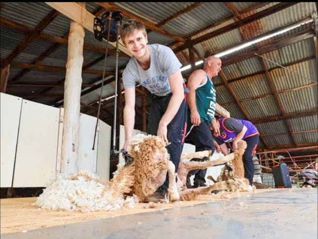 Man smiling at camera whilst shearing sheep at the Barellan Show.