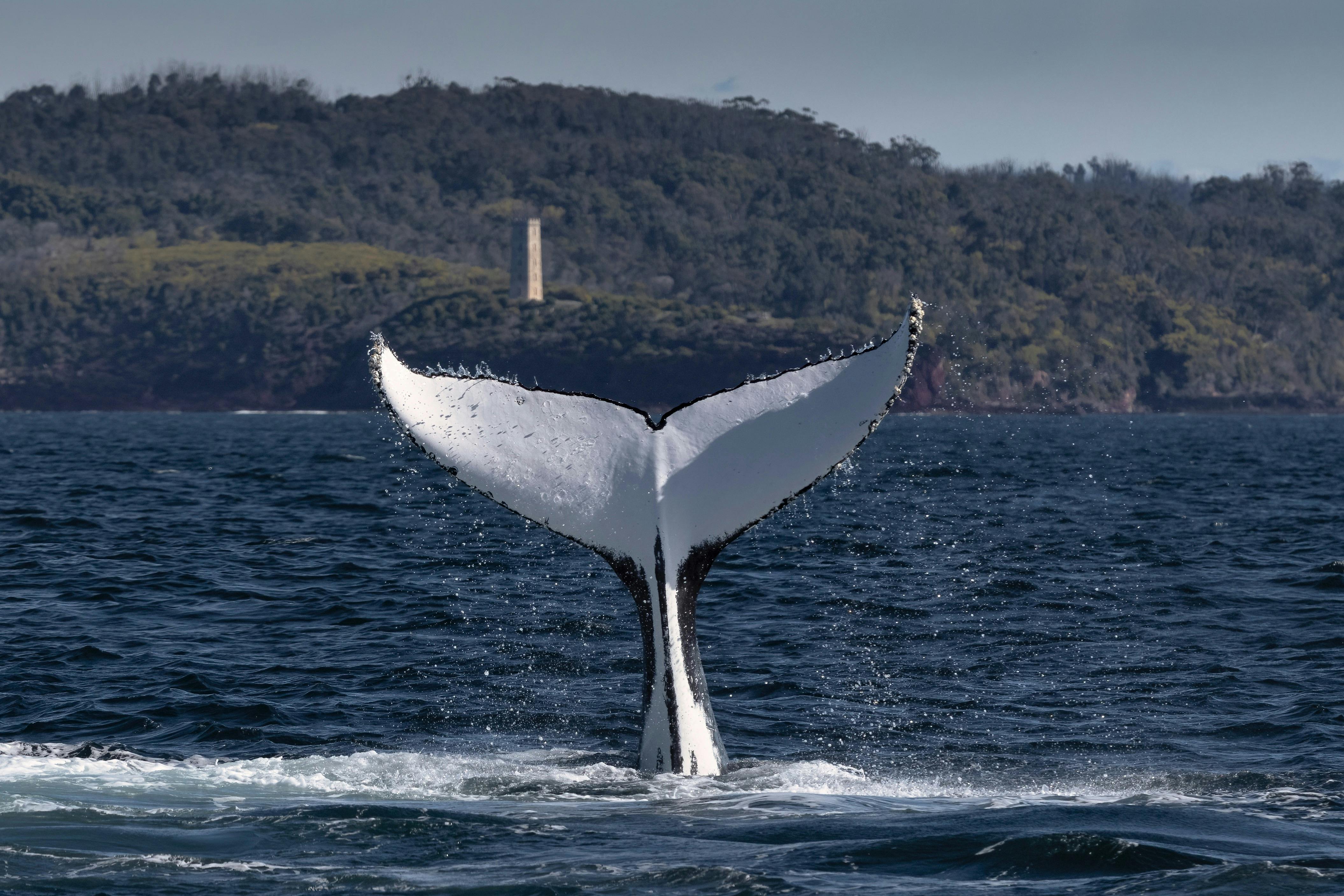 Eden Whale Watching Cruise