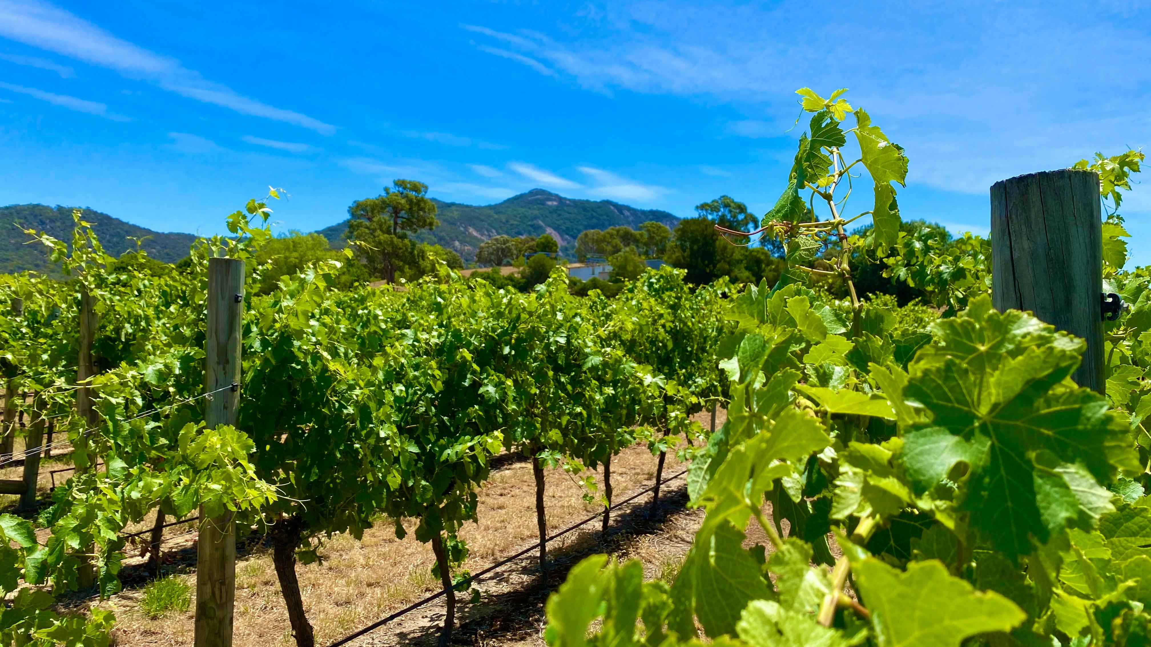 Sydney, Hunter Valley