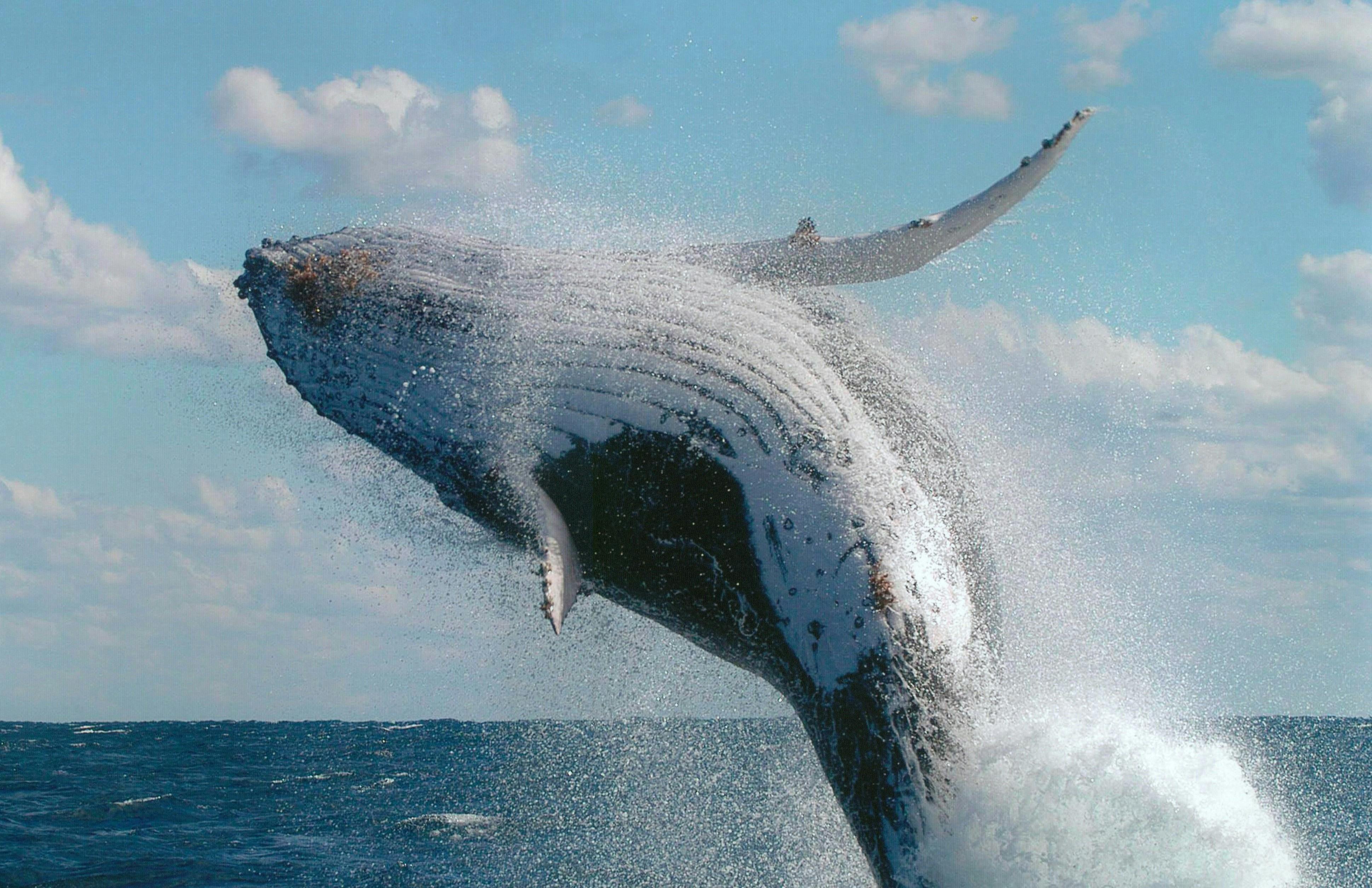 Exciting Ecological Encounter