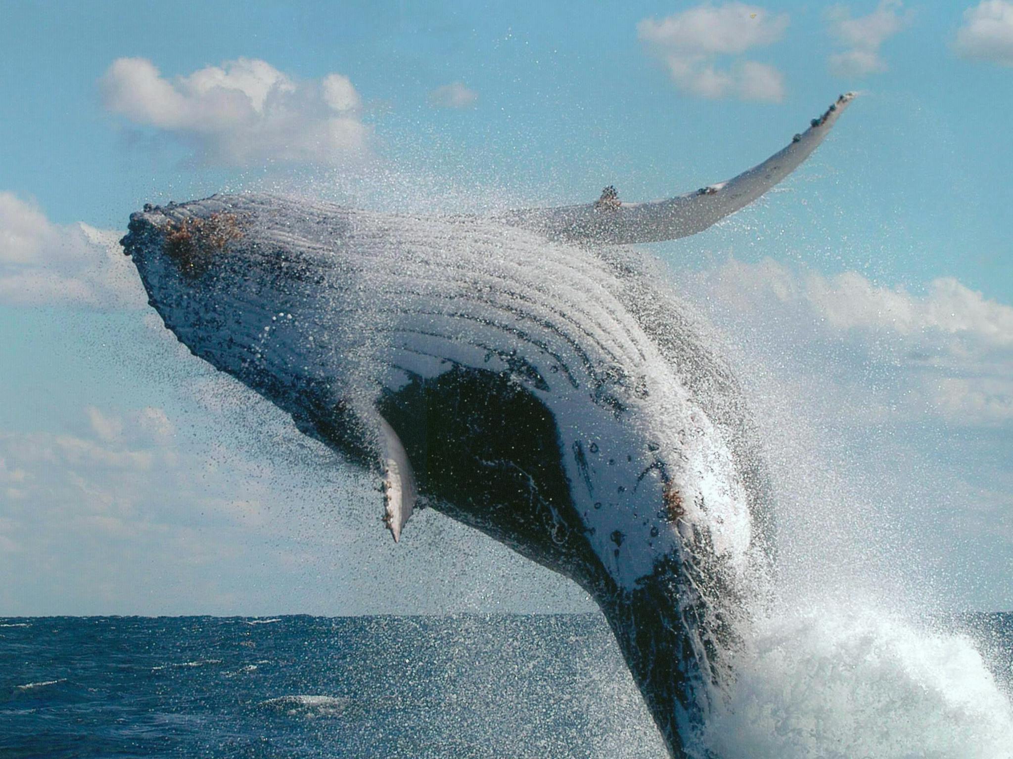 Humpbacks migrate to the Whitsunday's from June to September each year to mate and have their young. Humpbacks migrate to the Whitsunday's from June to September each year to mate and have their young.