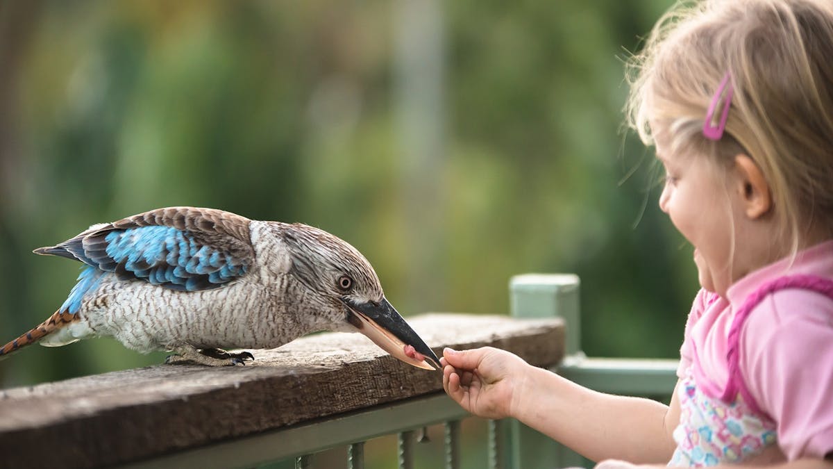 Amaroo on Mandalay - daily bird feeding