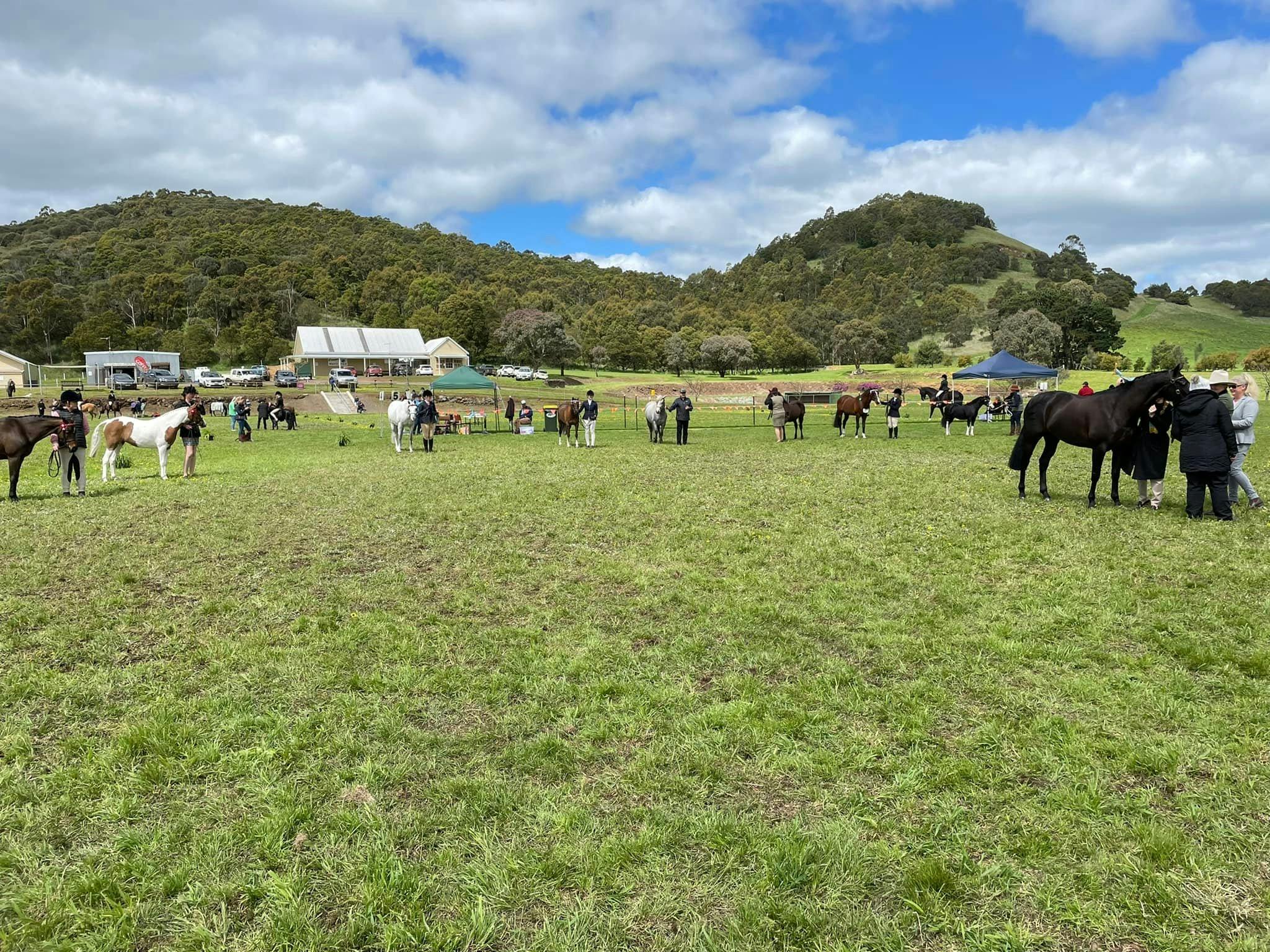Horses in the main event area