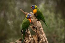 Image: The Esplanade Nature Reserve