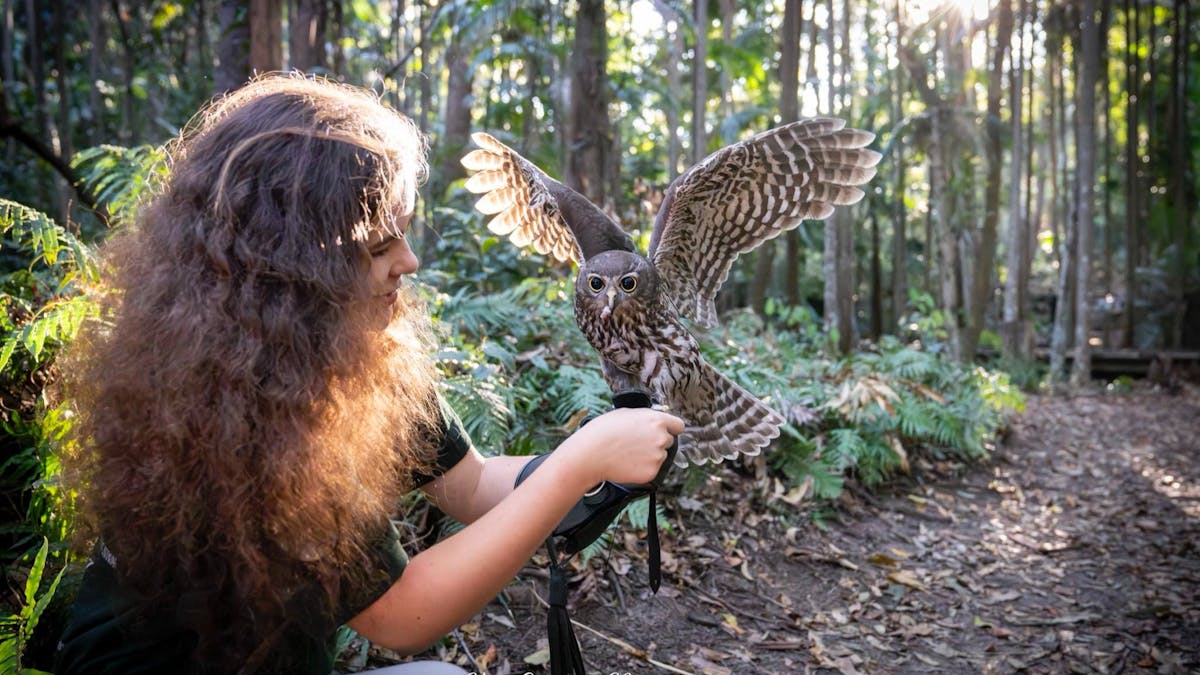 Buderim Owl Encounter Free Flight Experience Birds of Prey