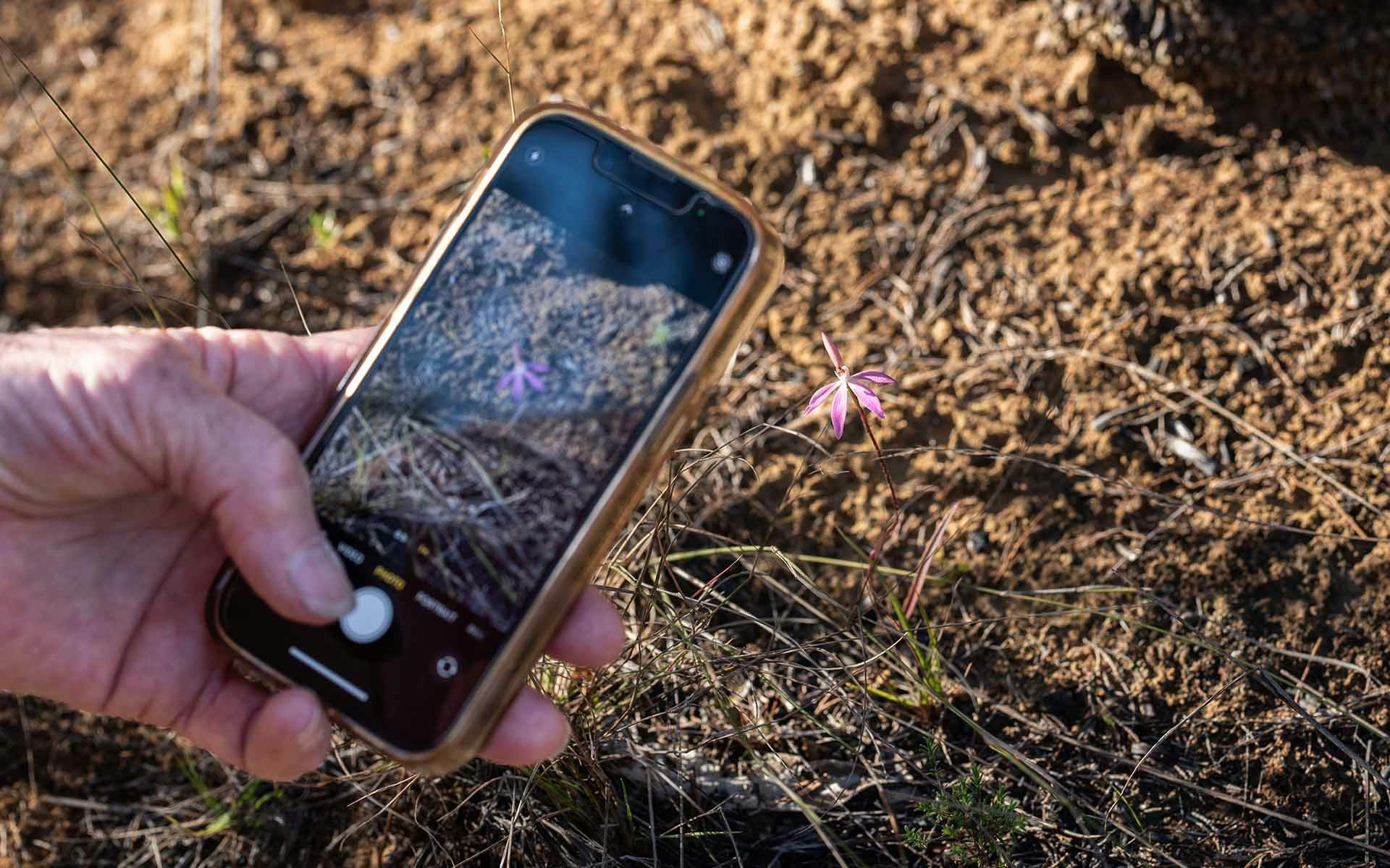 A smartphone taking a picture of a small wildflower