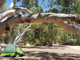 Camp Site with tent set up under gum trees