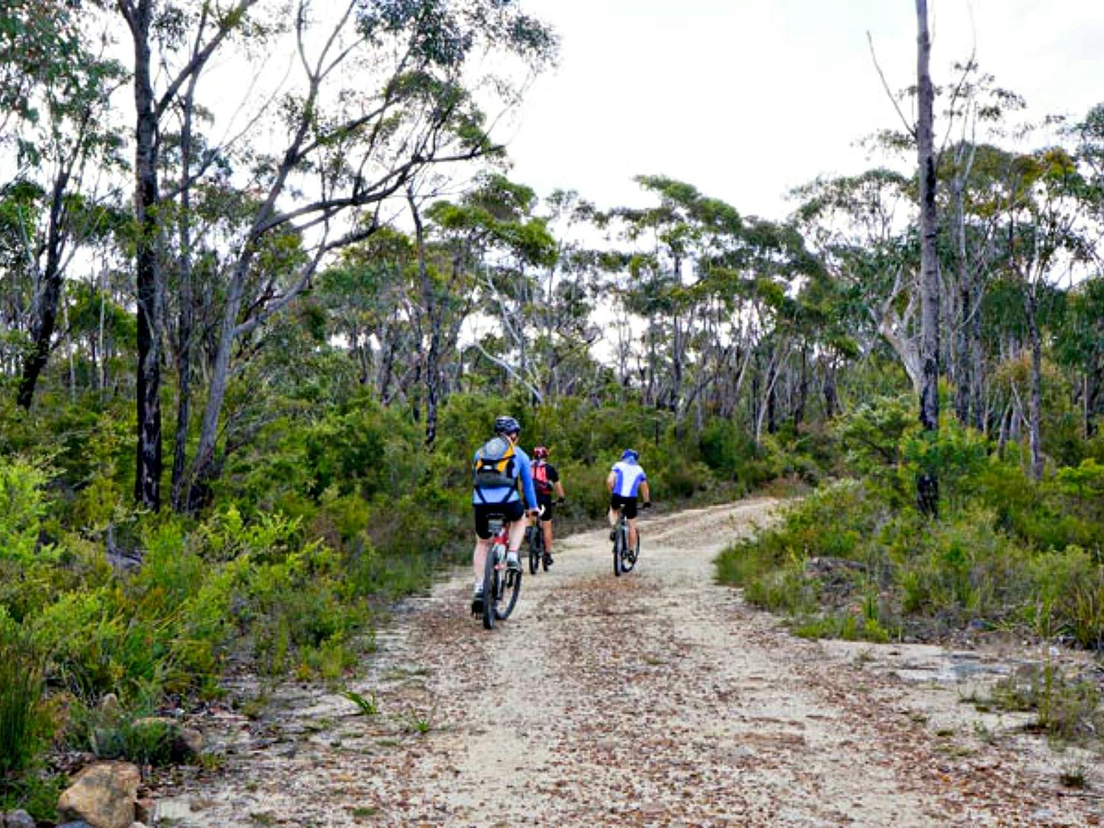 Woodford - Oaks Trail, Blue-Mountains-Nationalpark. Foto: Steve Alton/NSW-Regierung