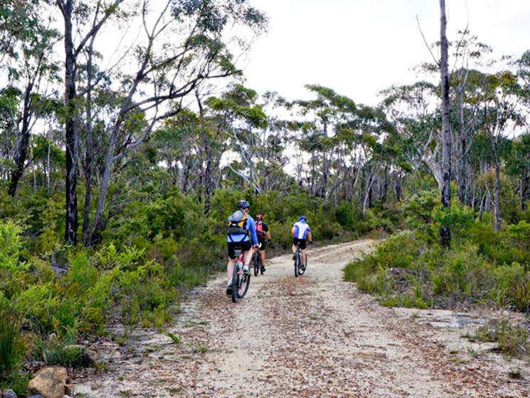 Woodford - Oaks trail, Blue Mountains National Park. Photo: Steve Alton/NSW Government