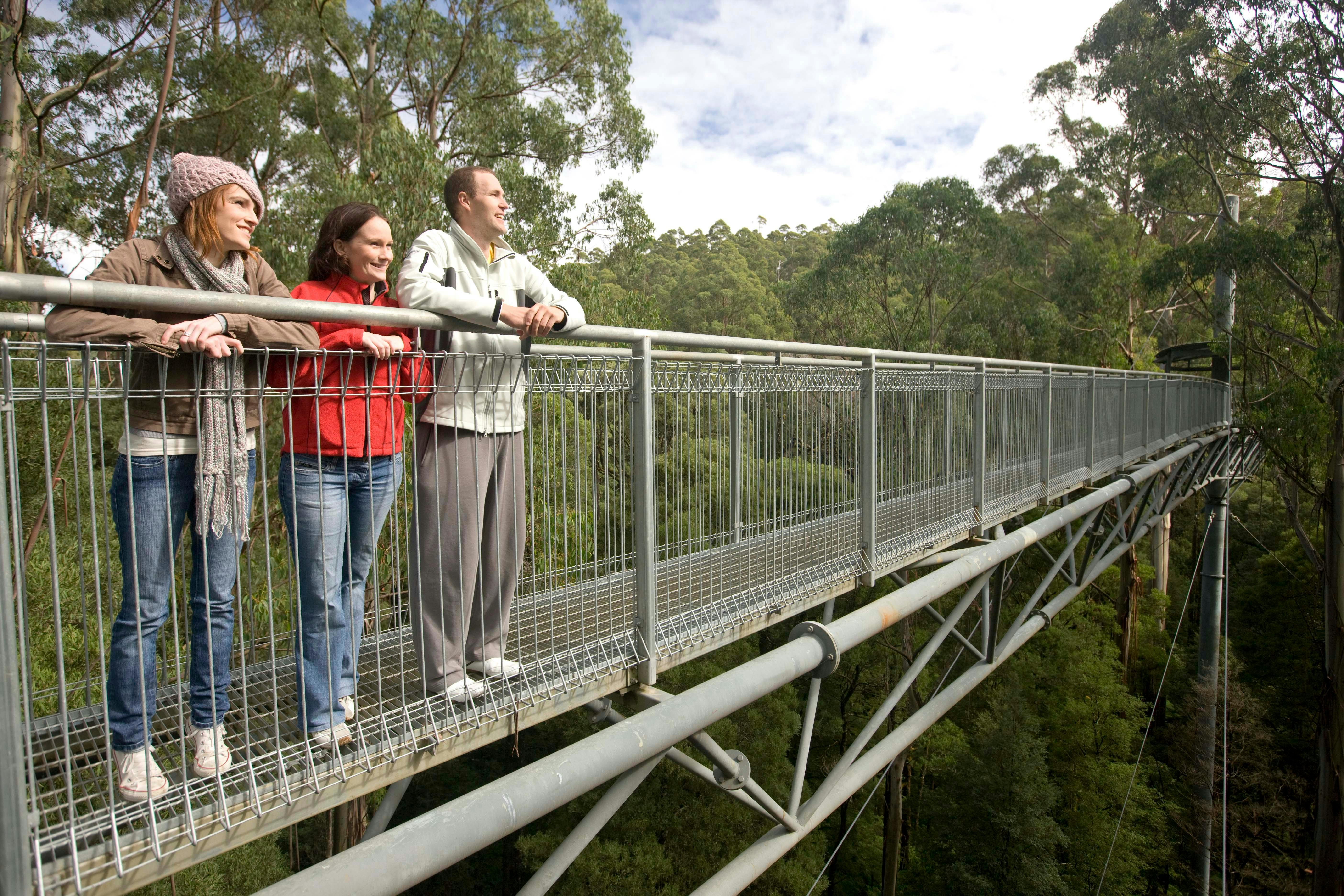 Treetop walk Otway Fly