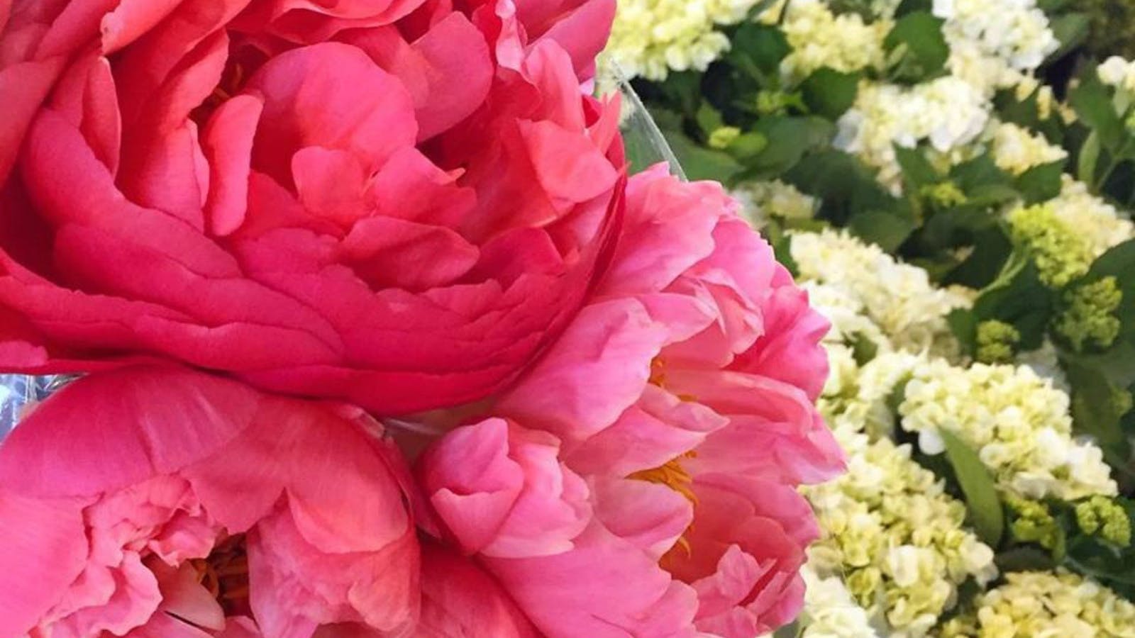 Sydney Flower Market