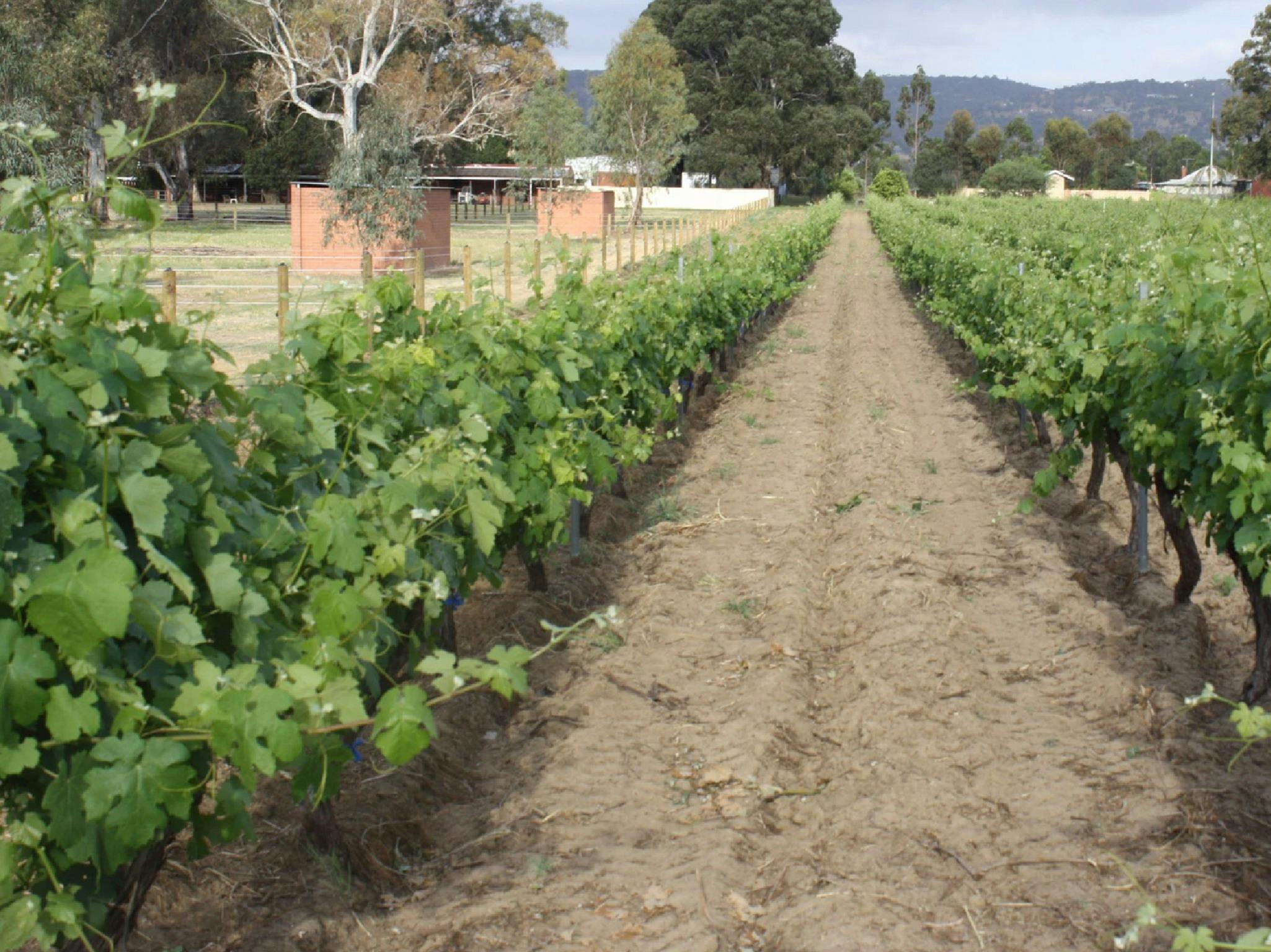 Harris Organic Wines, Baskerville, Western Australia
