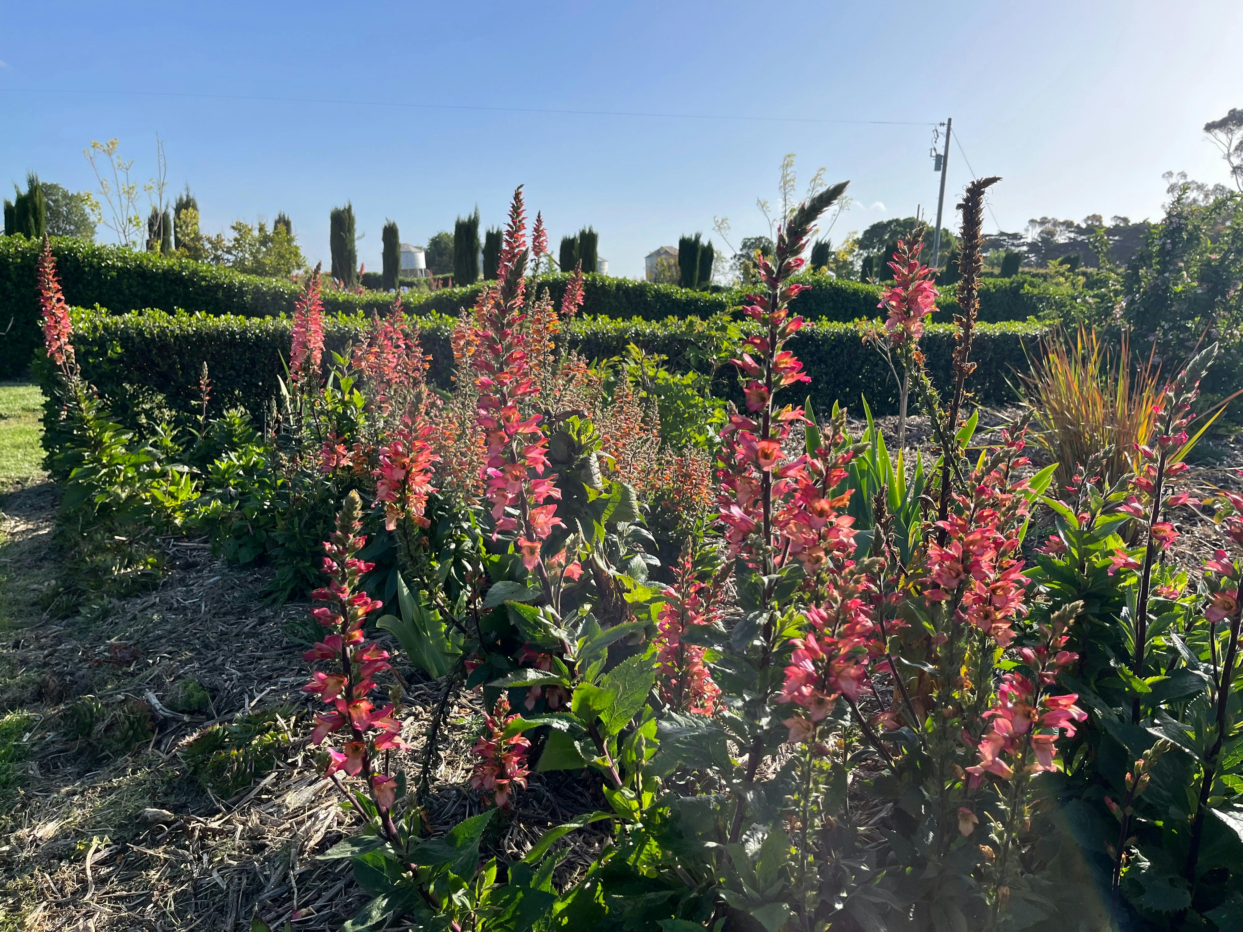 Open Gardens Victoria - Yamba