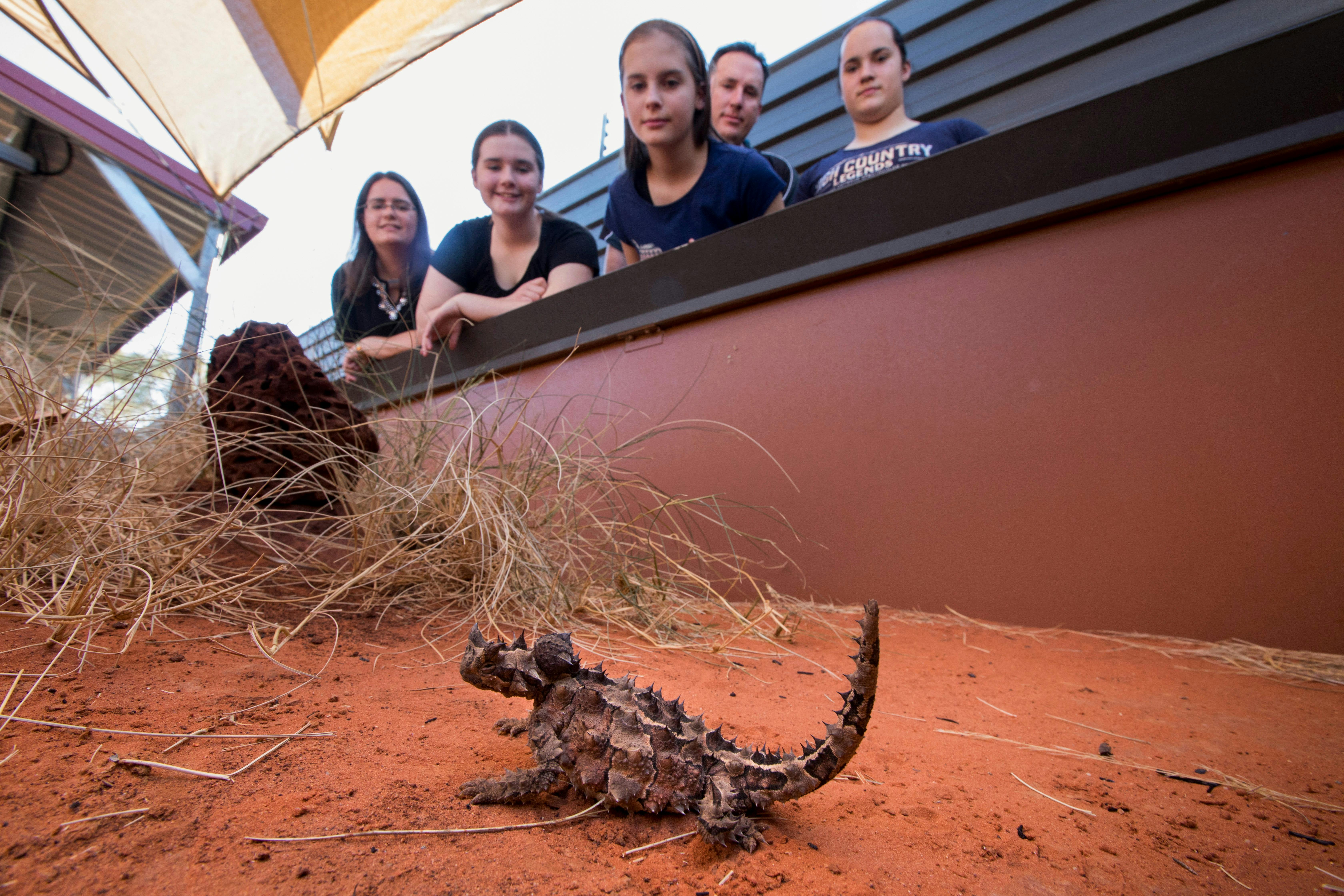 Alice Springs Reptile Centre