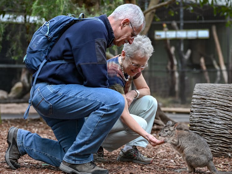 Seniors handfeeding kangaroos and wallabies at Featherdale