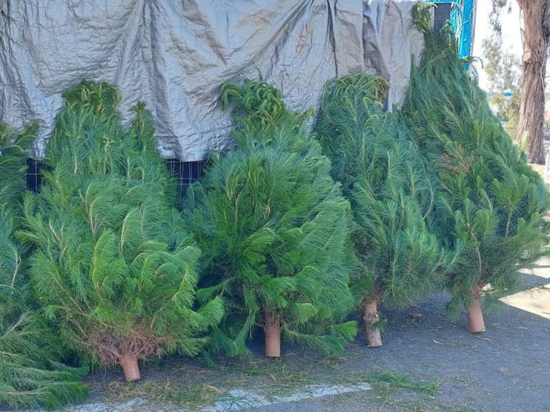 Image for Christmas Tree Sale