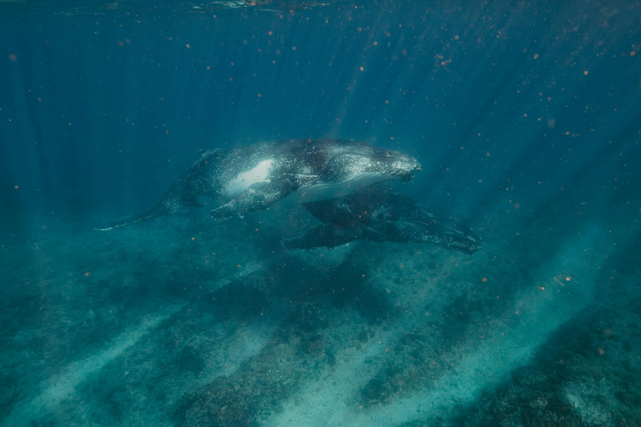 ningaloo blue