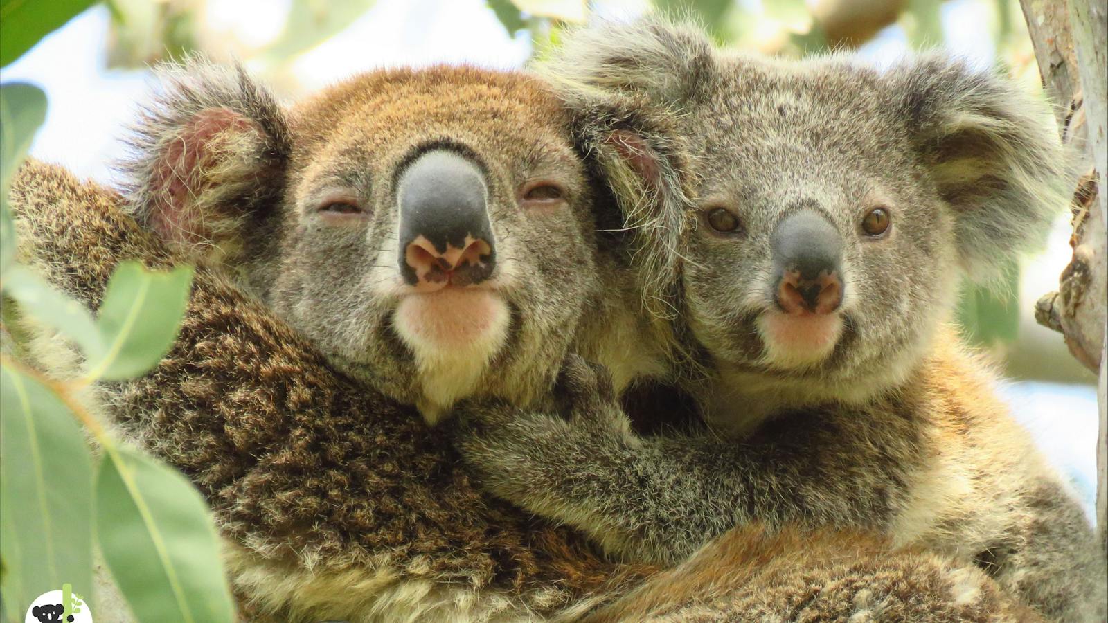 Koala with joey