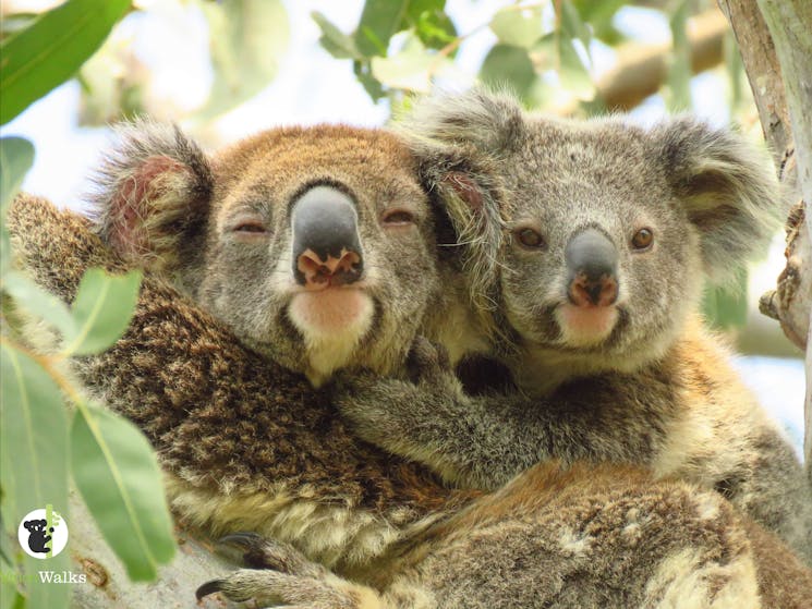 Koala with joey