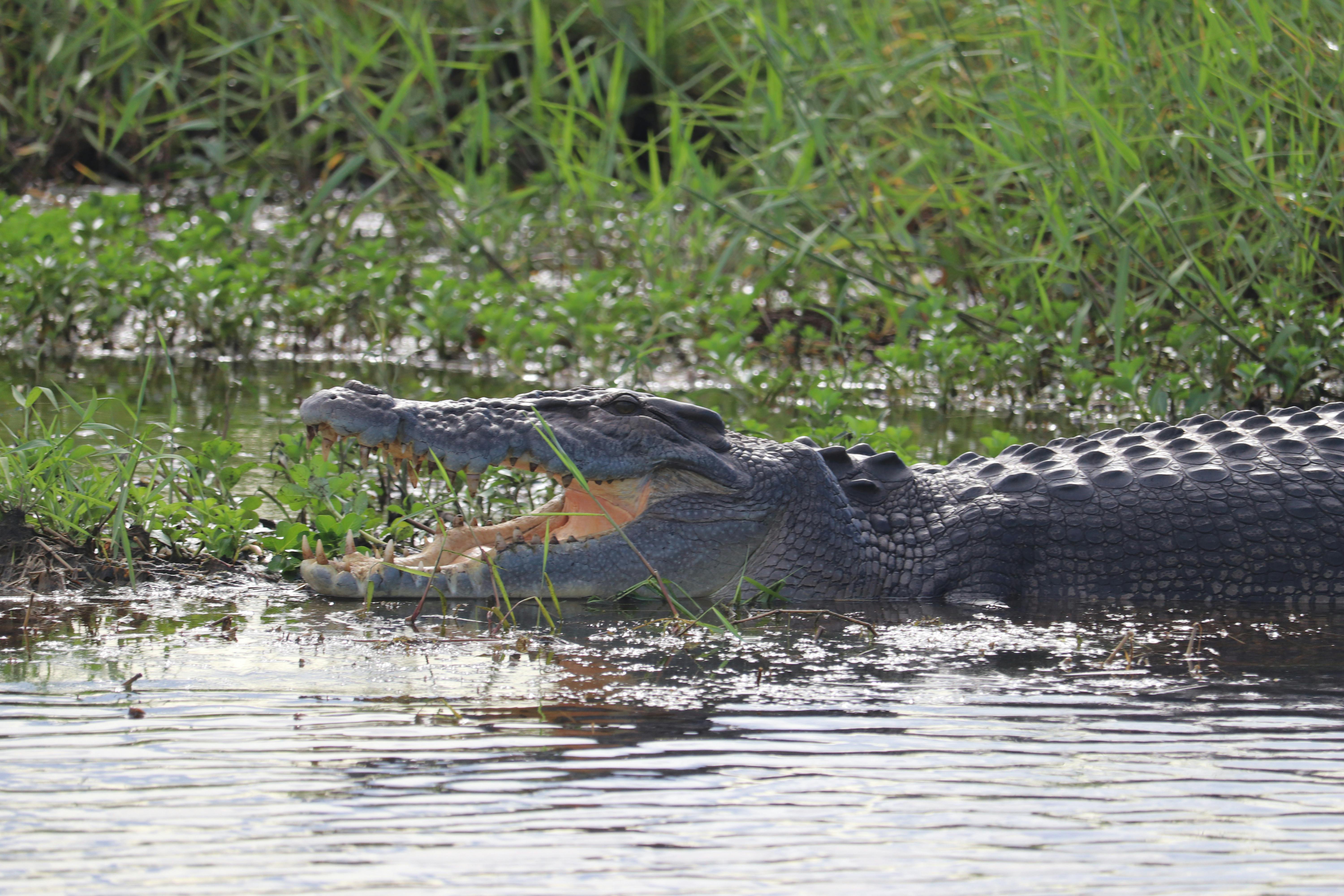 Corroboree Crocodile