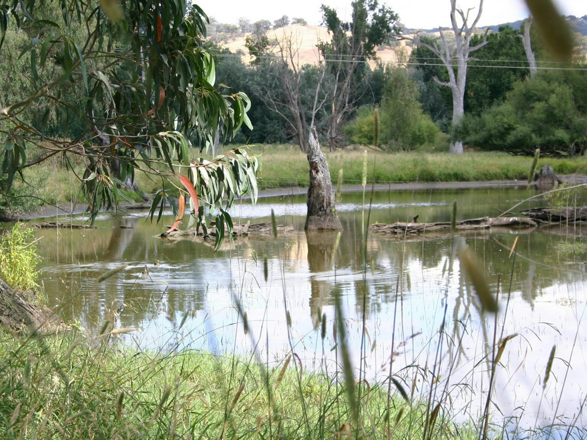 Tumut Wetlands