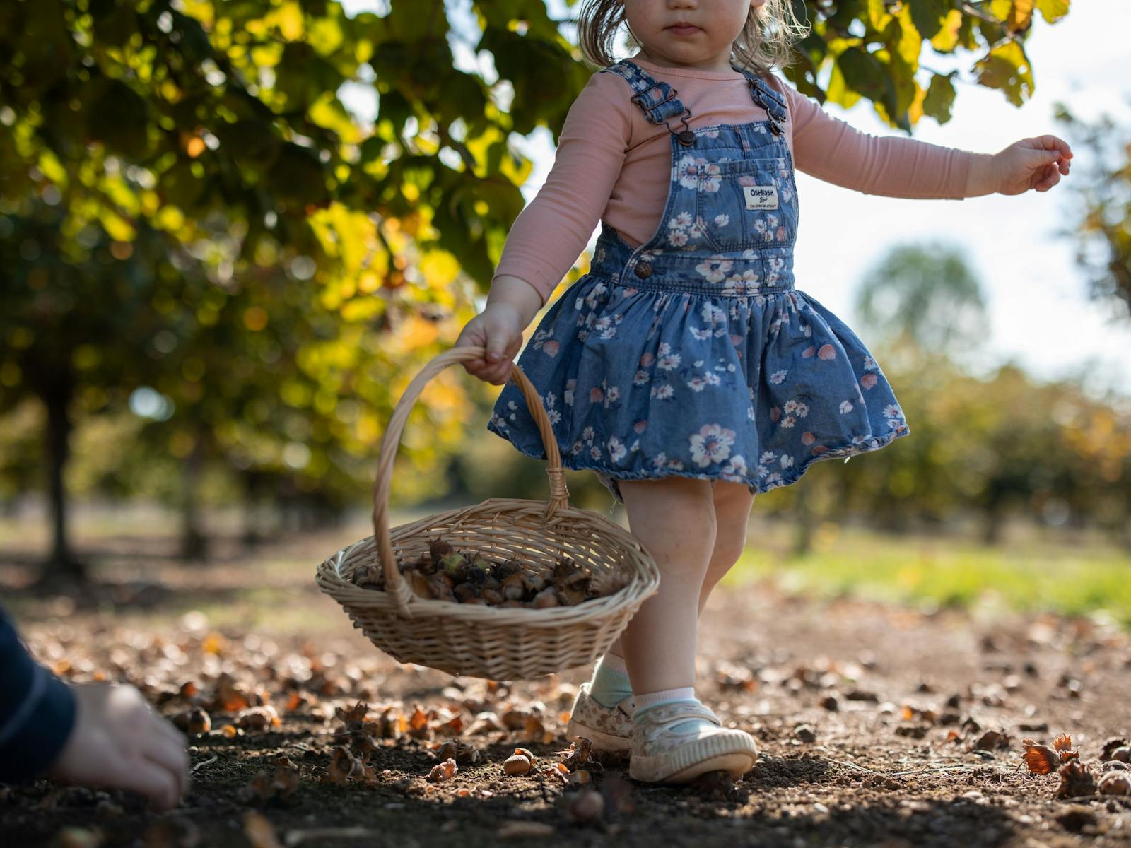 Pick your own Hazelnuts at Hazelbrae
