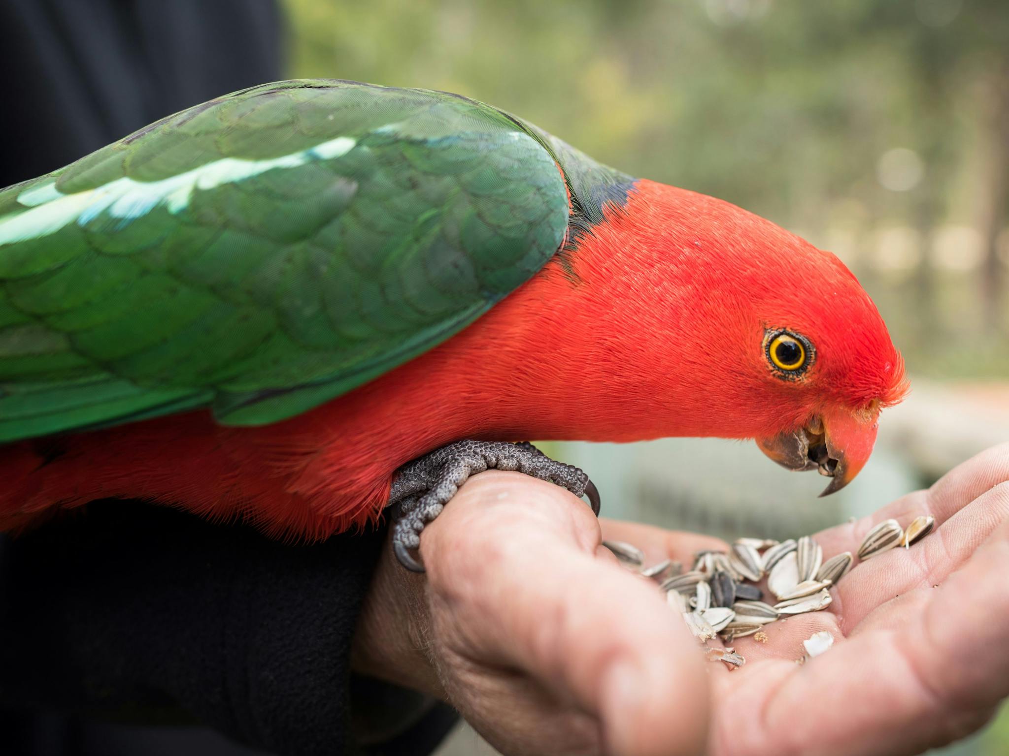 Local King Parrots eating from guests hands