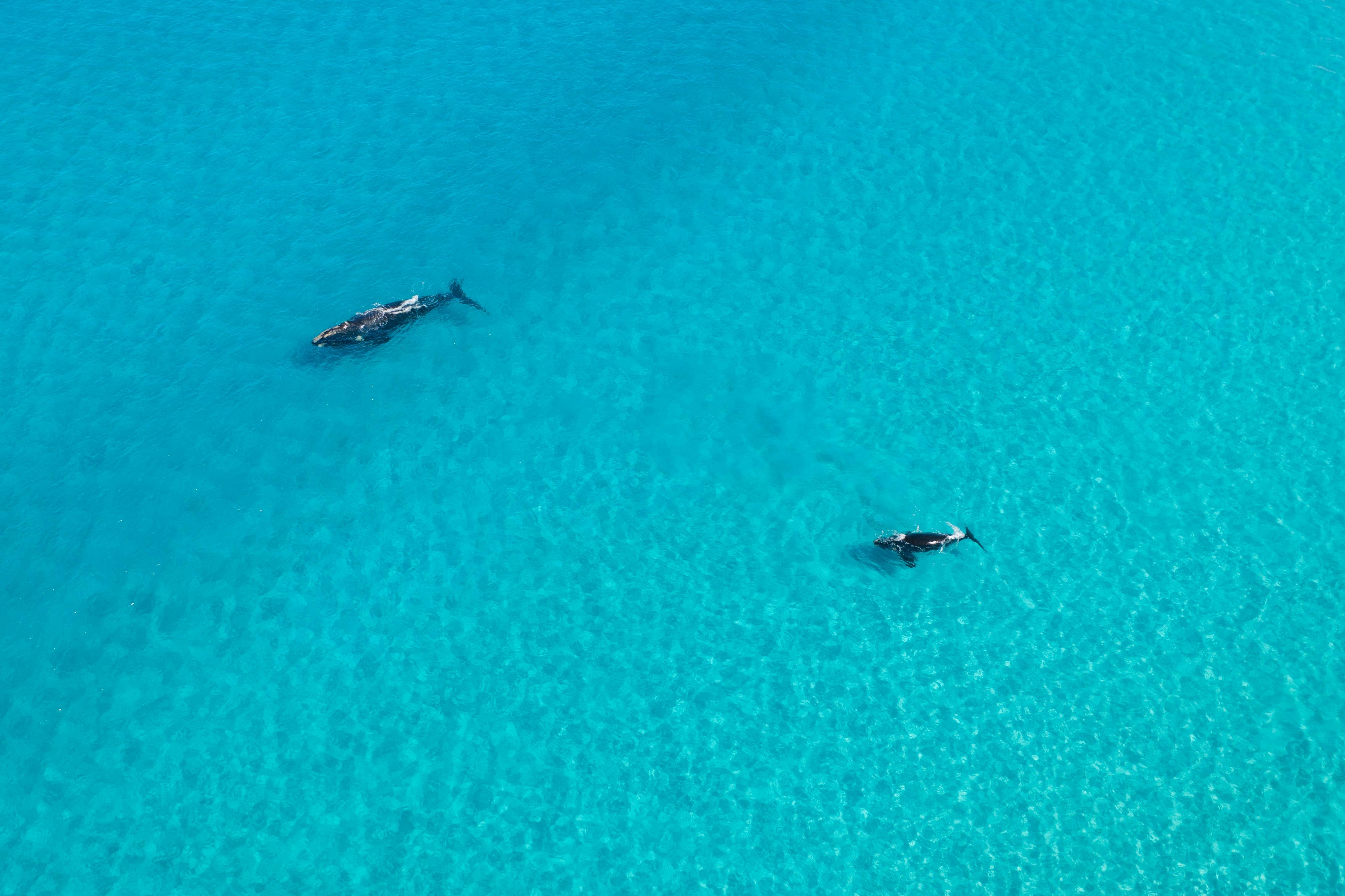 Coral Expeditions - Western Australia, Spearwood, Western Australia