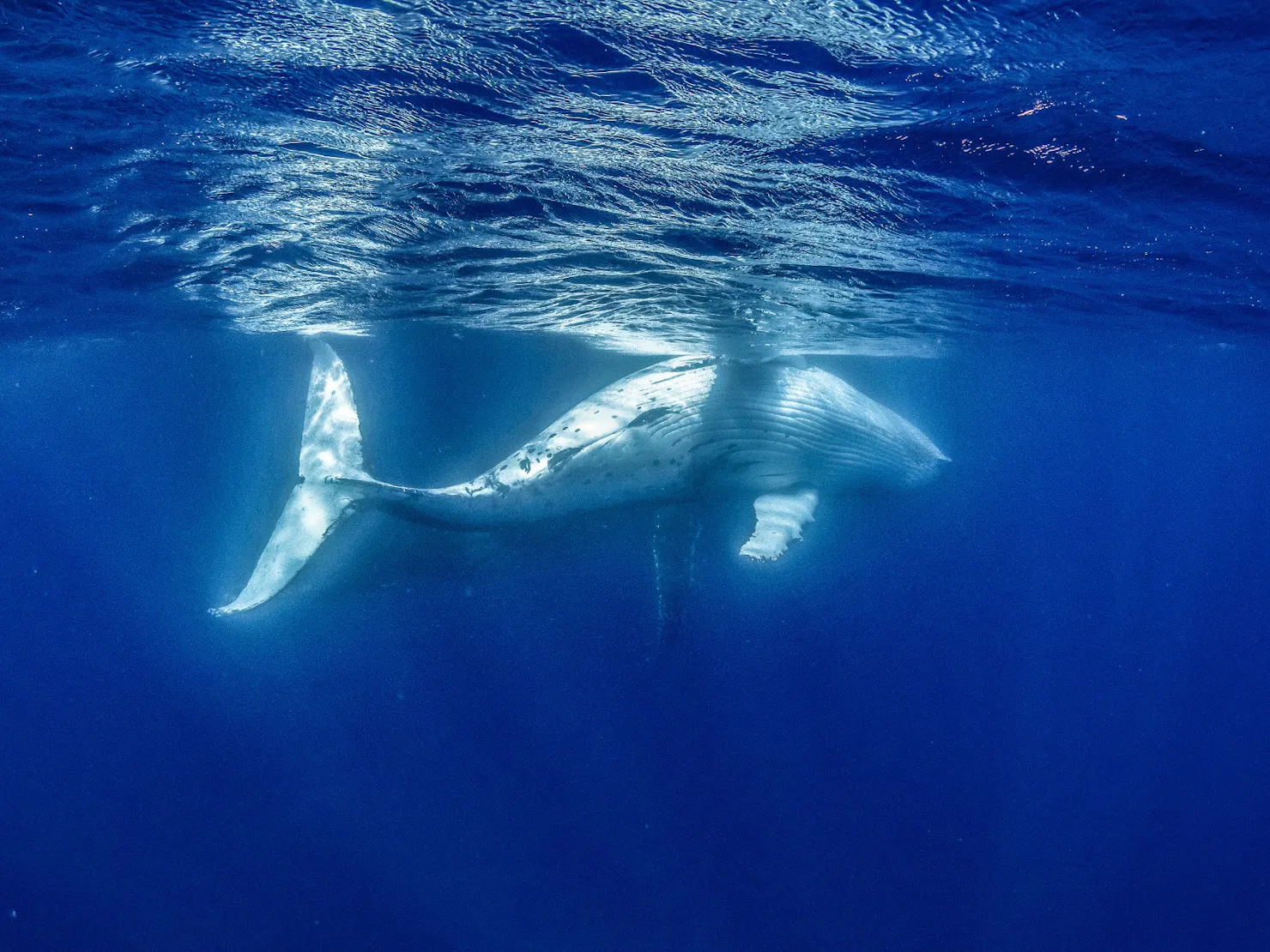 Swimming with Whales on the Sunshine Coast