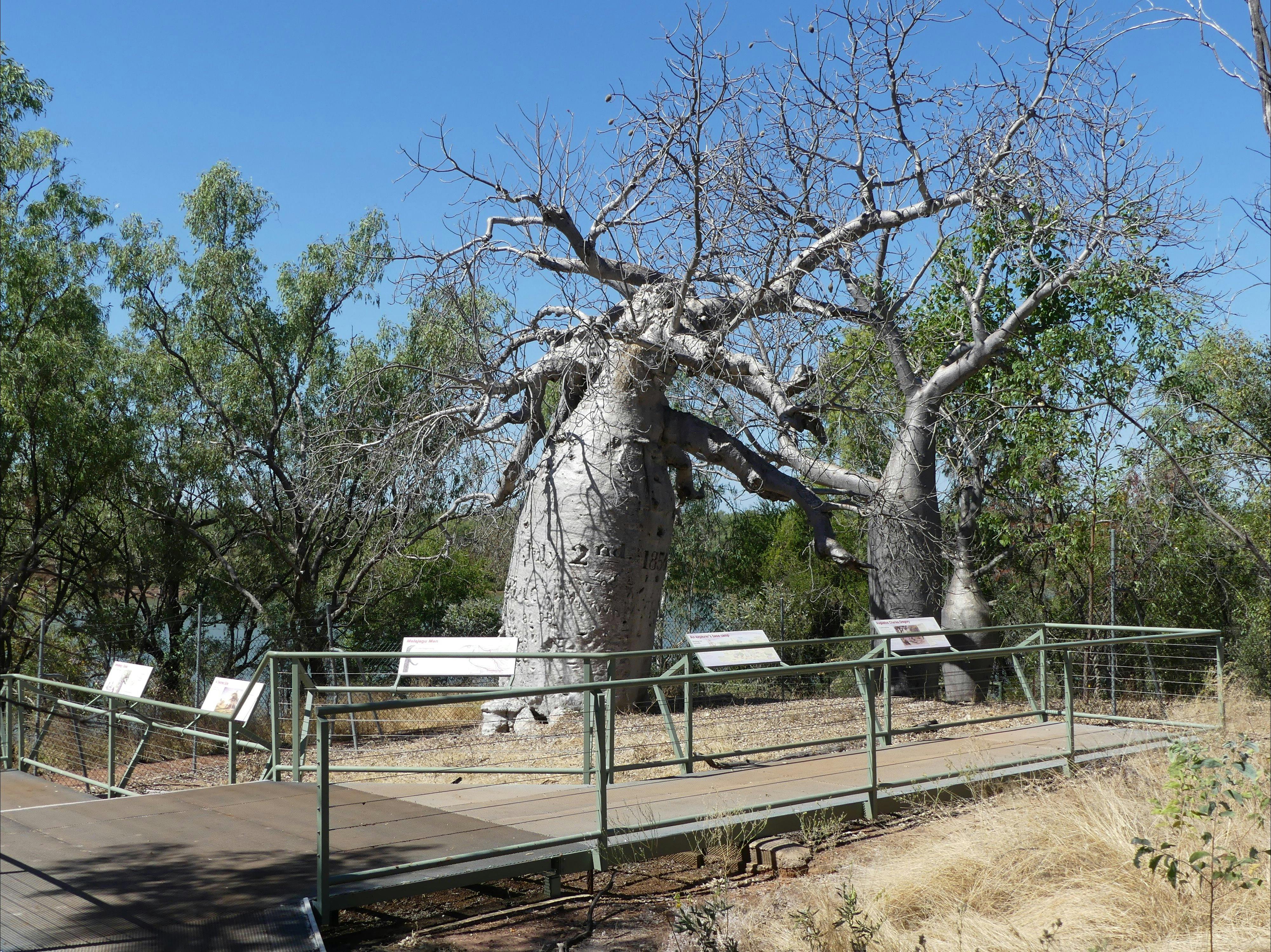Gregory’s Tree