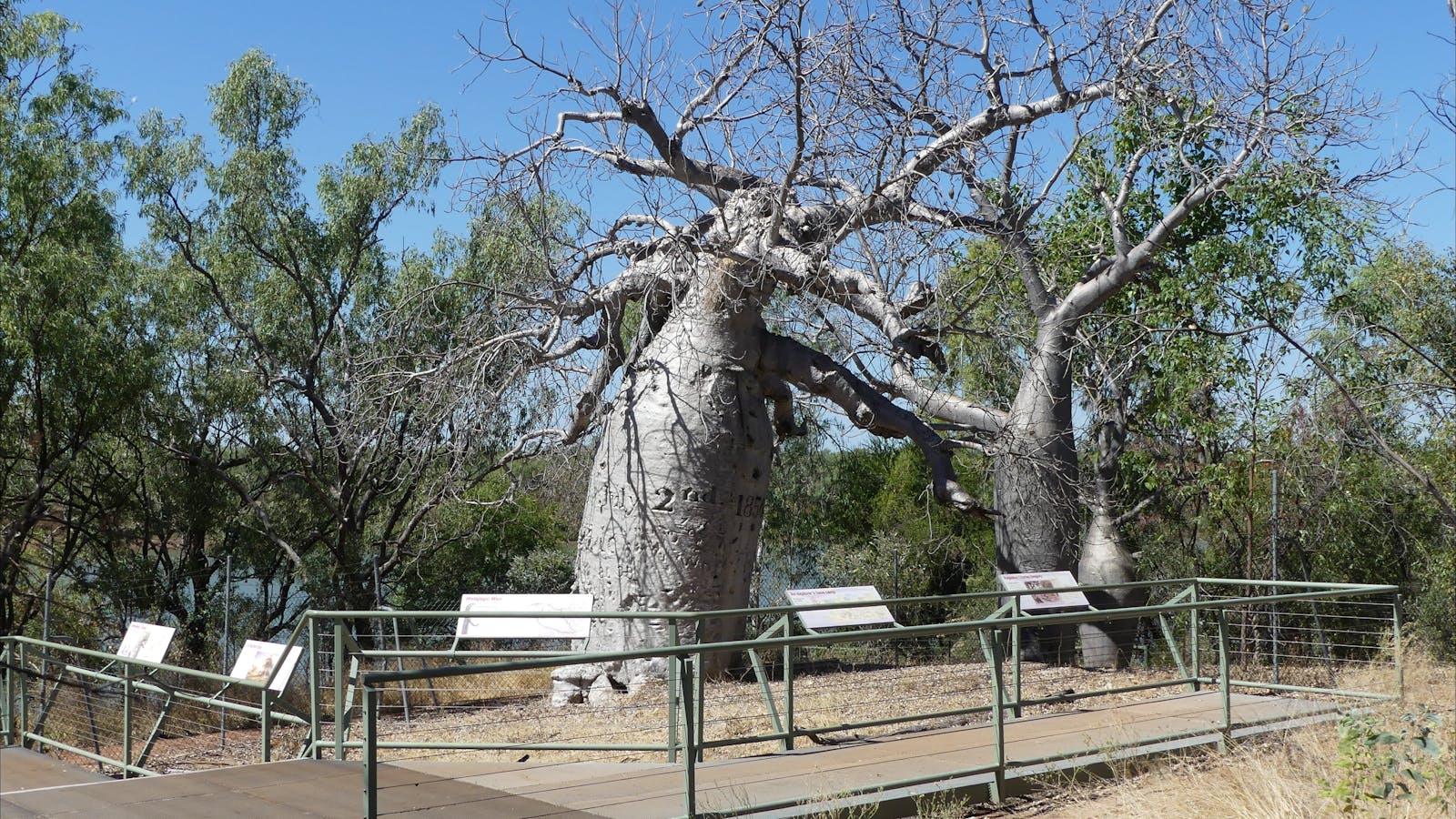 Gregory’s Tree