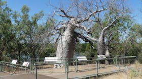 Gregory’s Tree