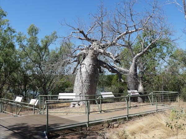 Gregory’s Tree