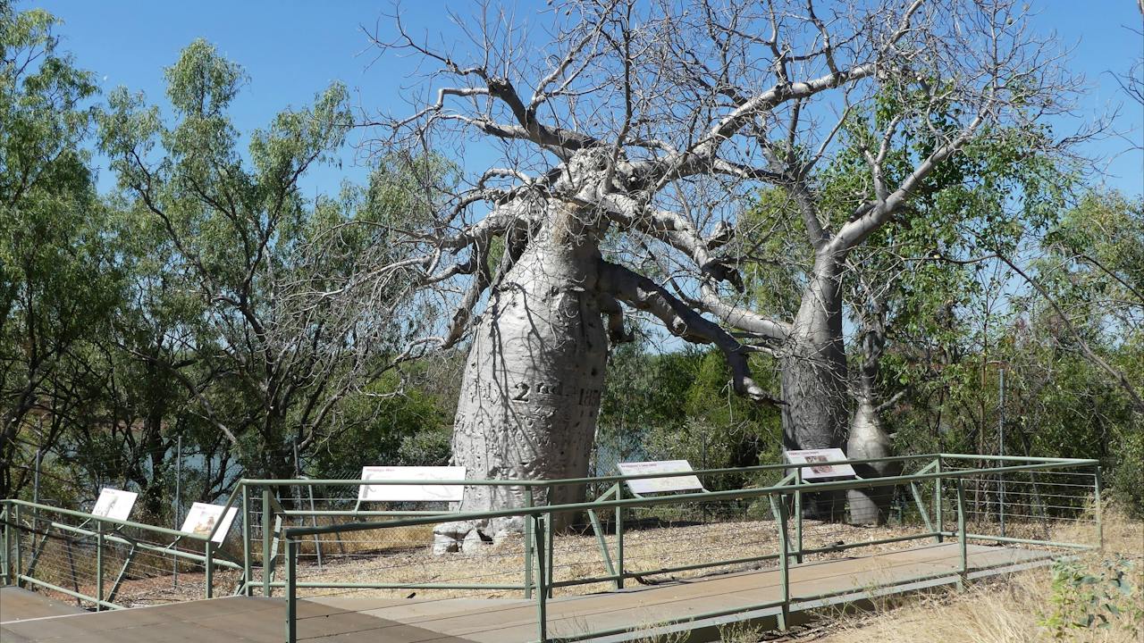 Gregory's Tree