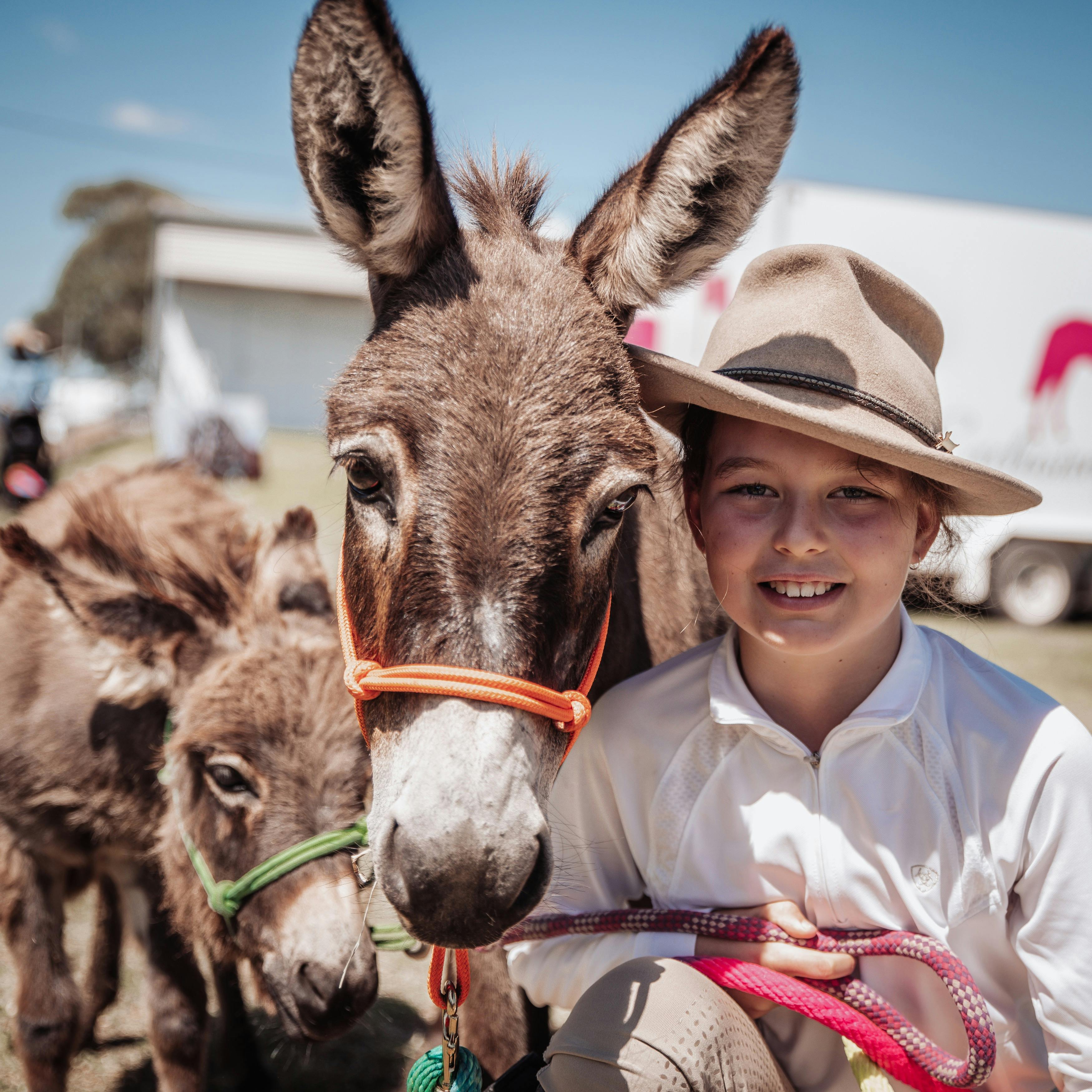 Miniature Donkey at the Darling Downs Heavy Horse Festival