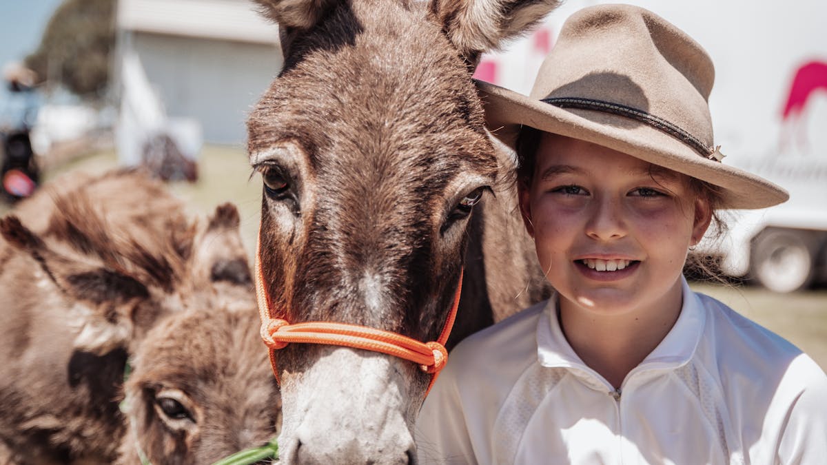 Miniature Donkey at the Darling Downs Heavy Horse Festival