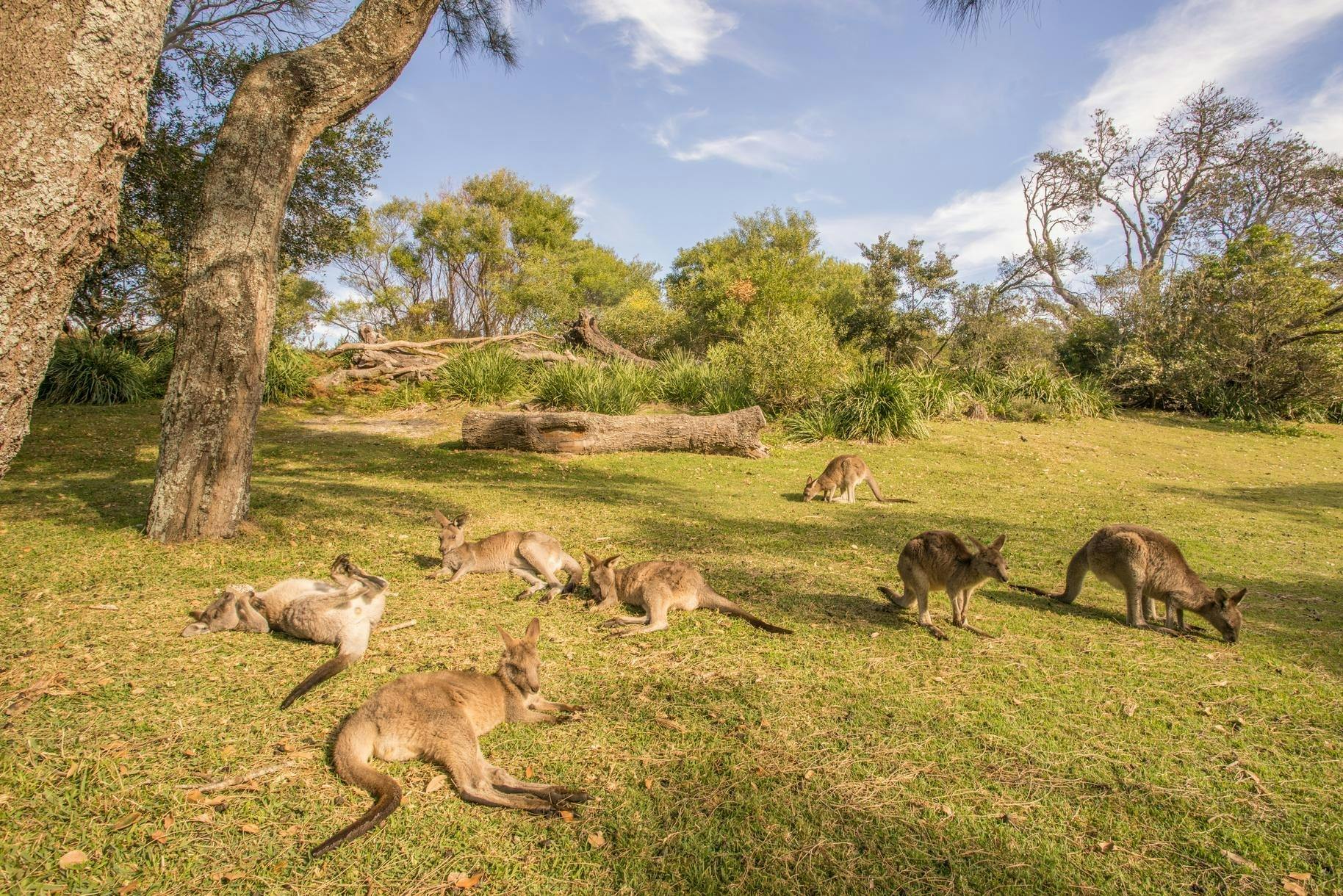 Kangaroos at Cave Beach