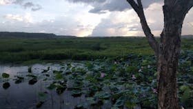 Fogg Dam Conservation Reserve