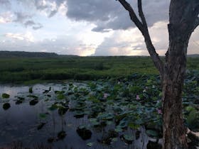 Fogg Dam Conservation Reserve
