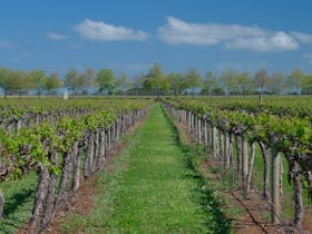 Vineyard