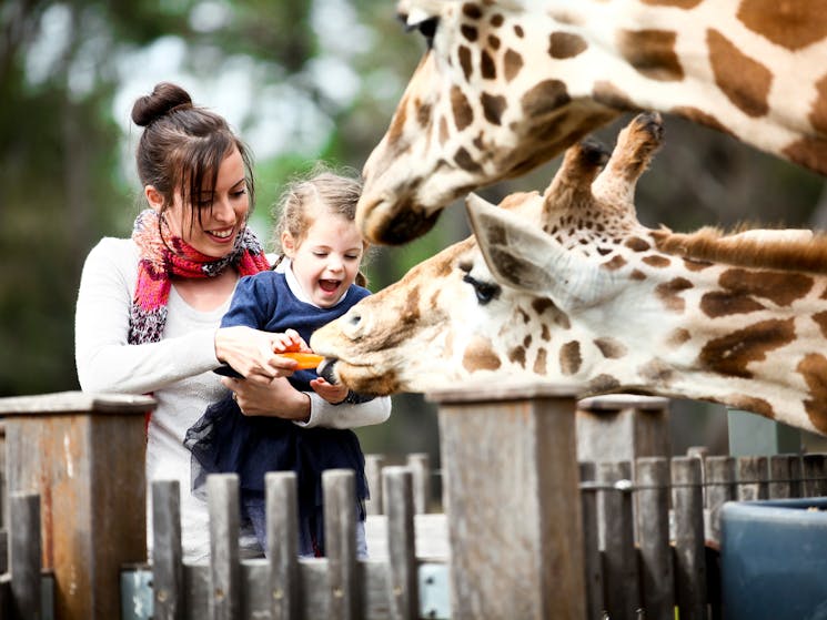 Australia By Air Group Air Tours - Behind the scenes feeding a giraffe