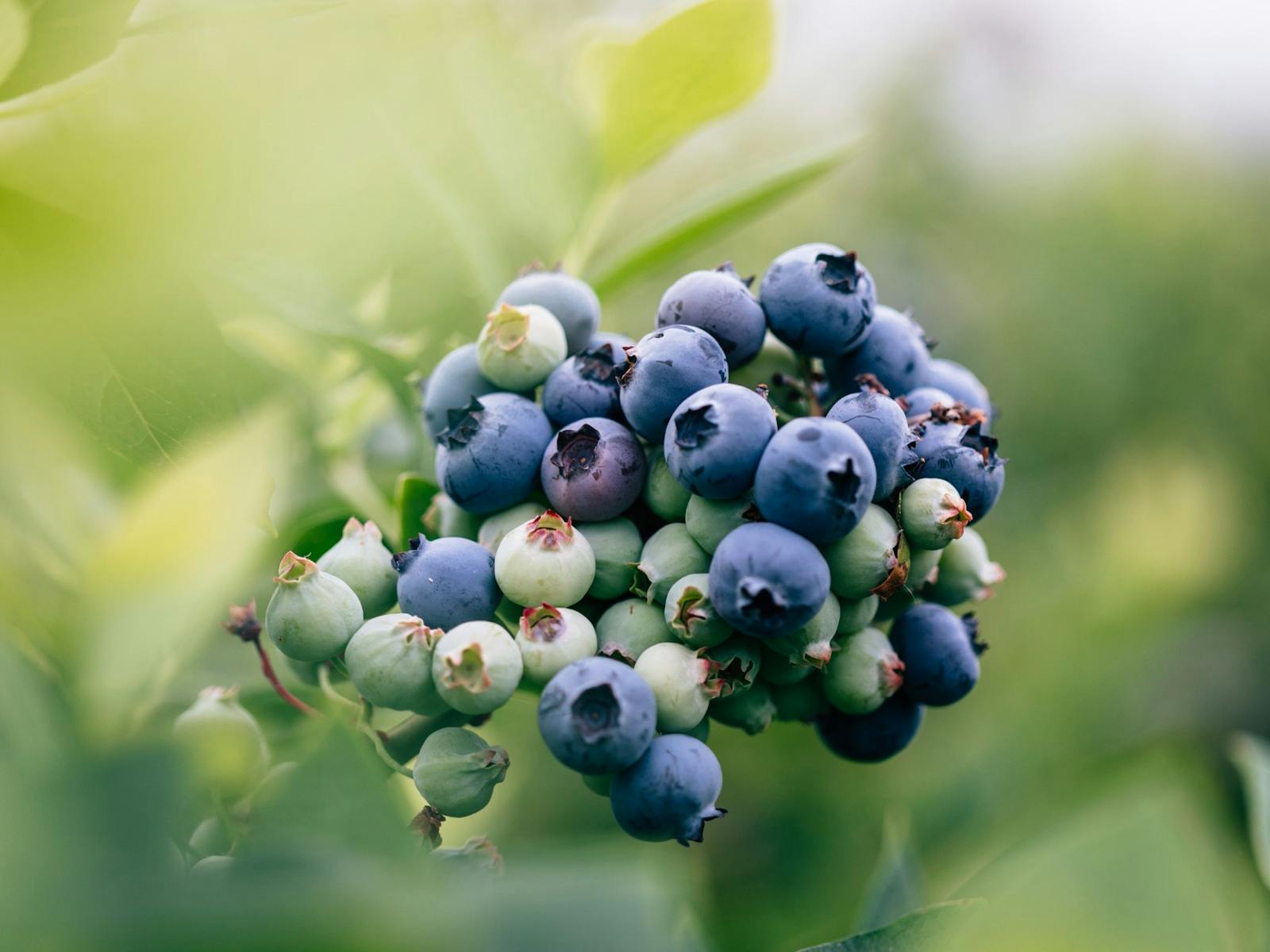 Close up of a cluster of blueberries.
