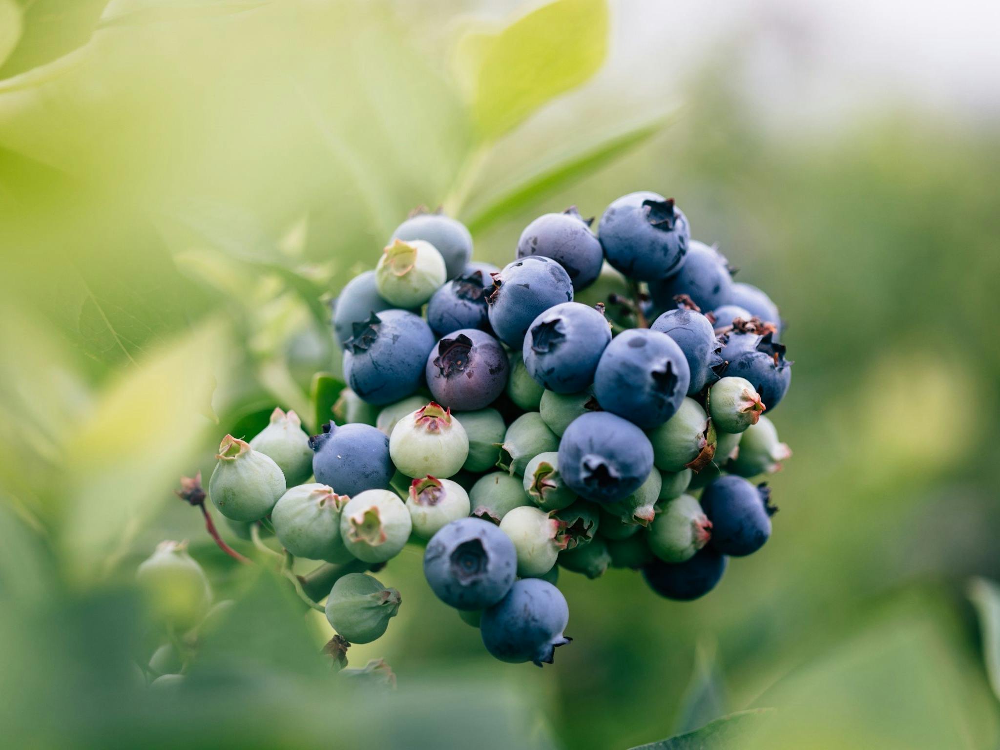 Close up of a cluster of blueberries.