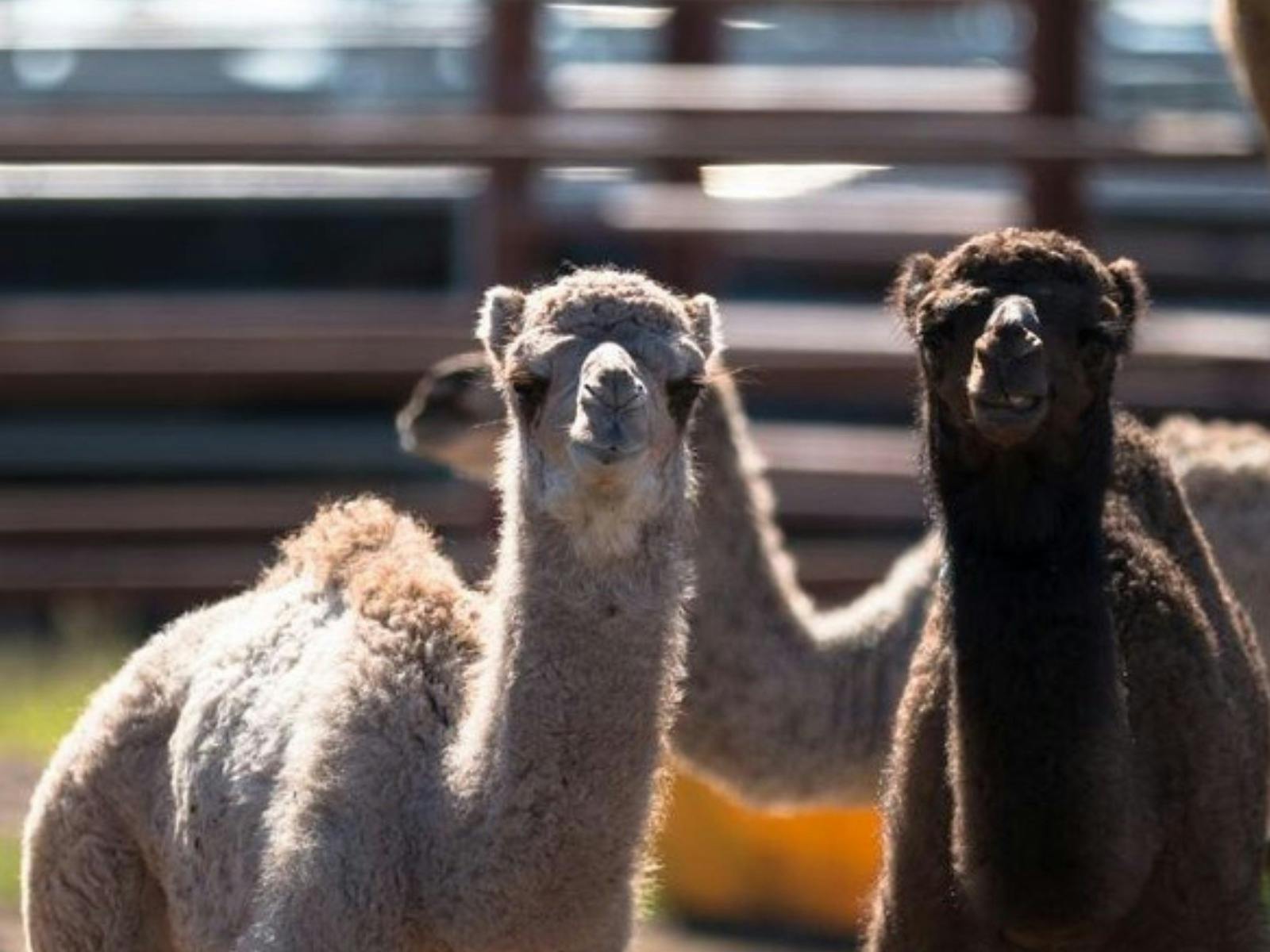 Mountain Wine Tours - One Hump Wine Tour - Discover the hidden gems