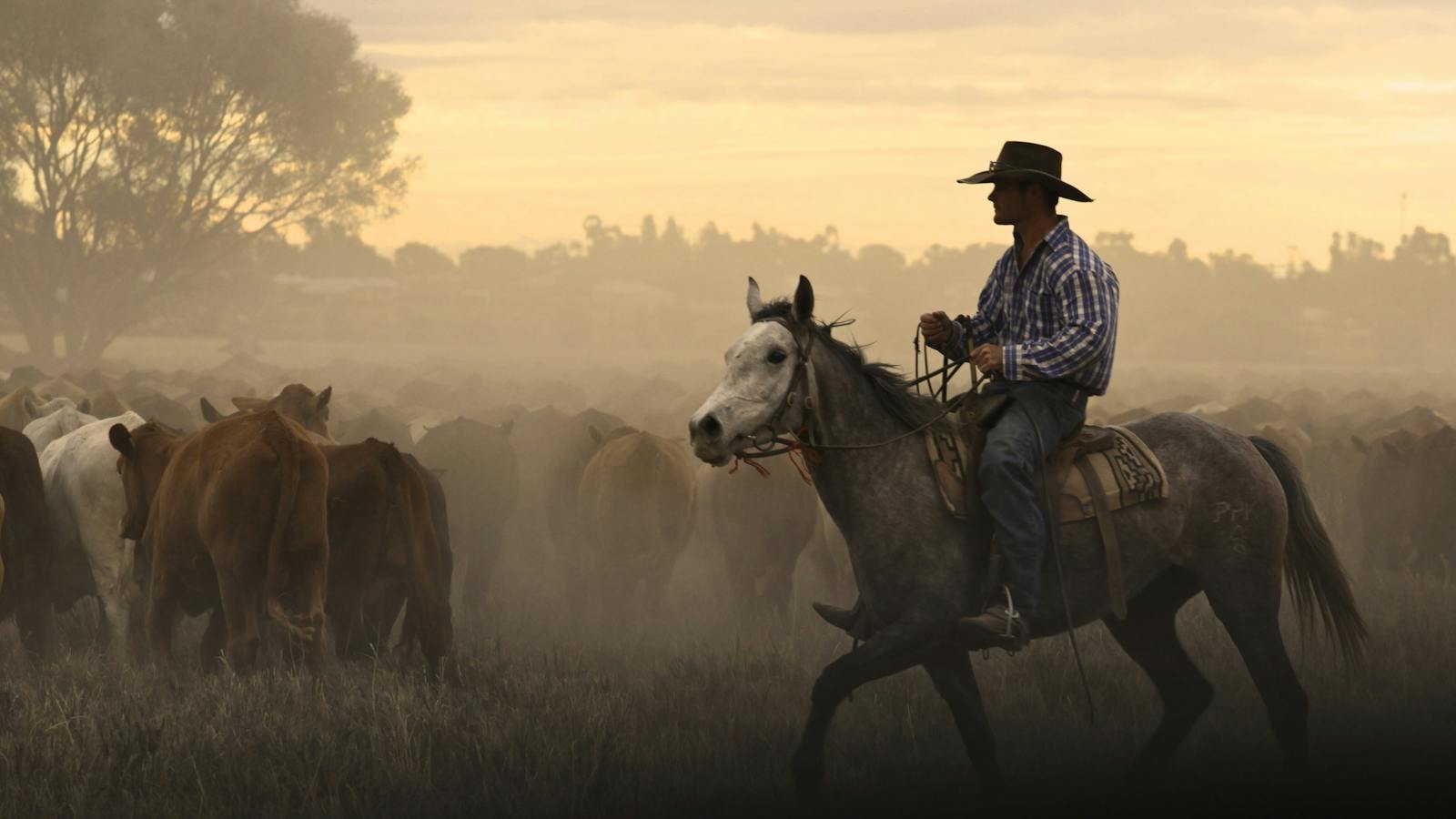 Cowboy herding cattle in Clermont