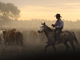 Cowboy herding cattle in Clermont