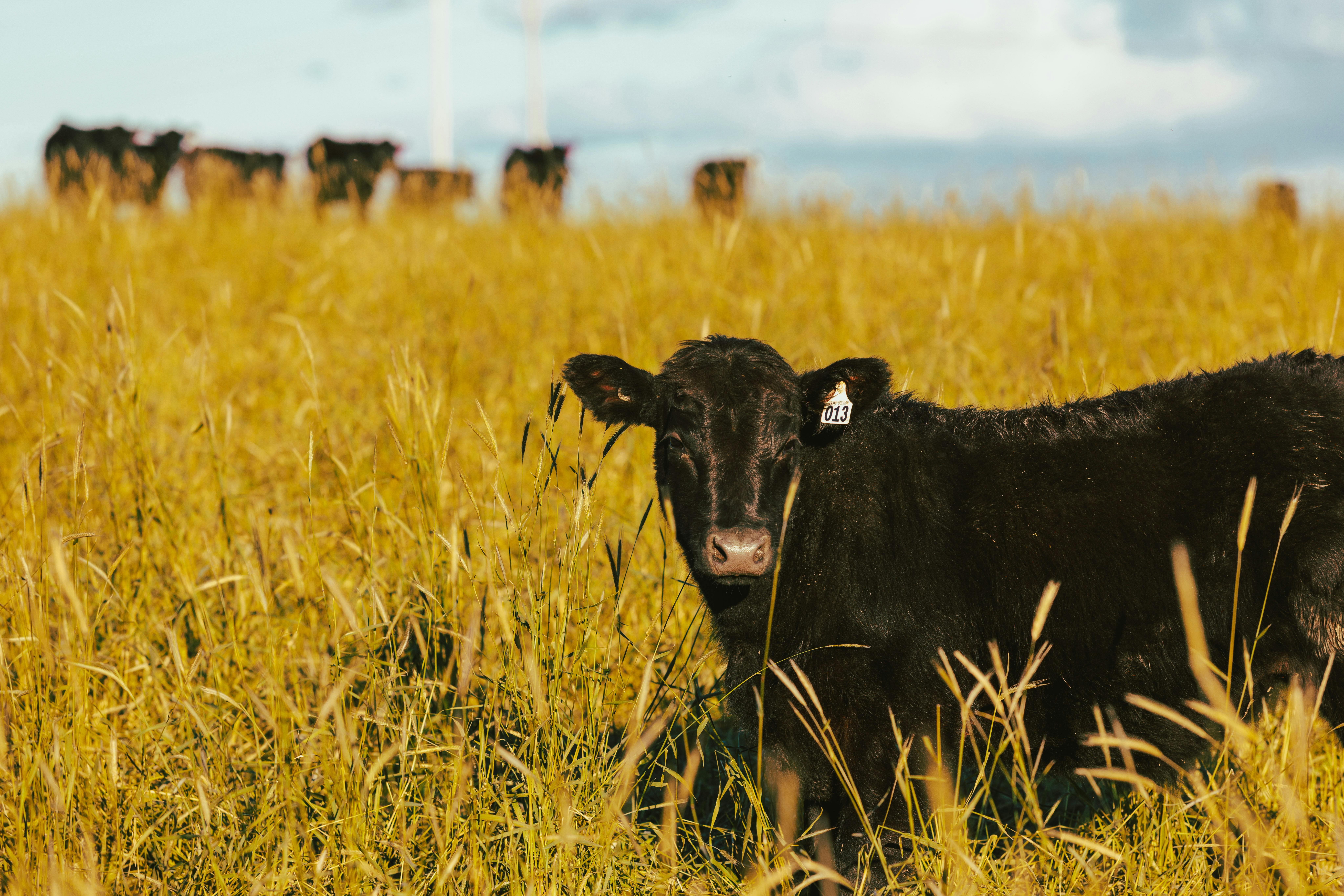 A black angus calf grazes a healthy paddock with tall grass,