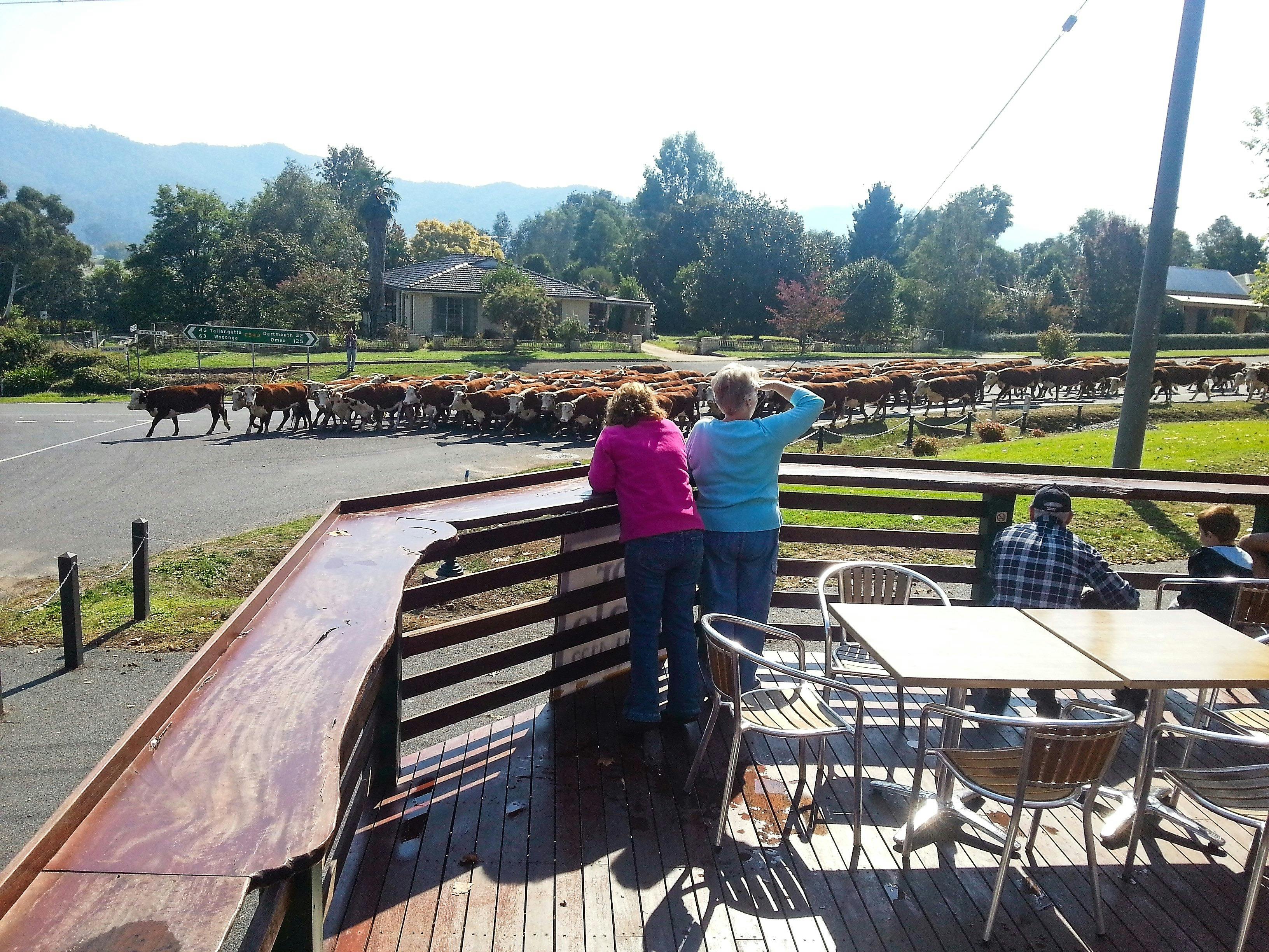 A herd of cattle being driven past the pub